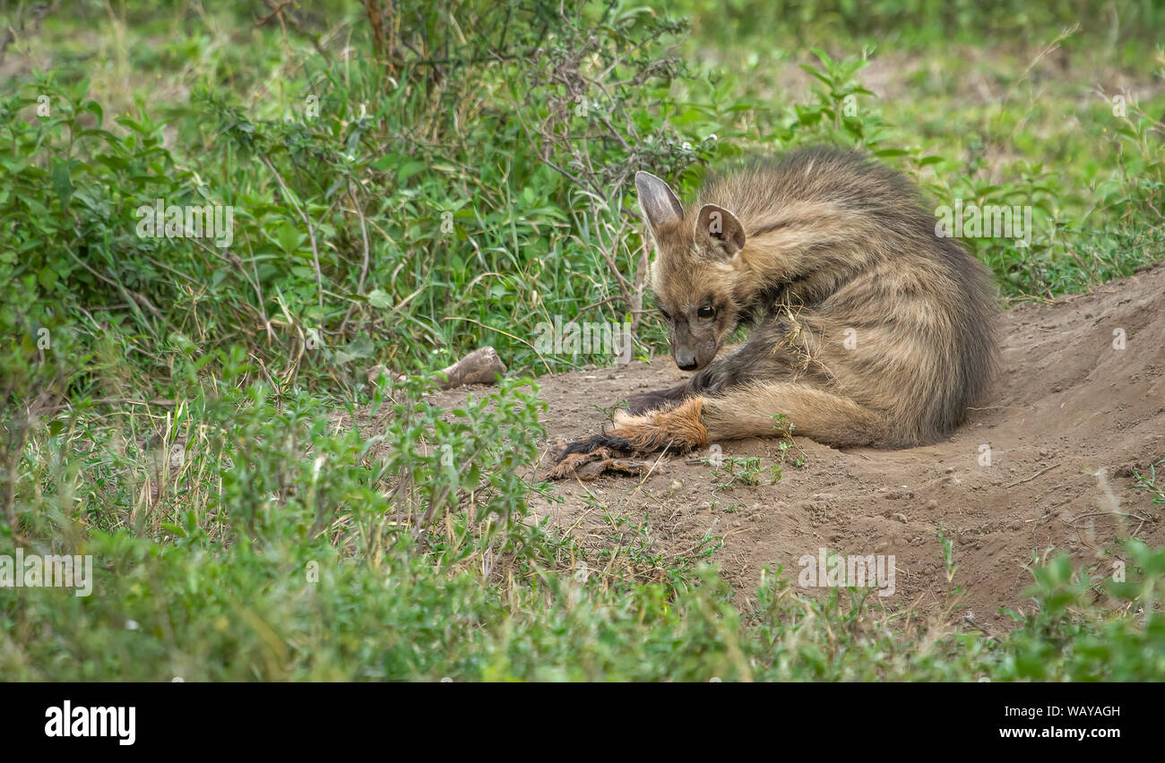 A striped hyena pup sitting on the grassland with prey in Africa Stock Photo