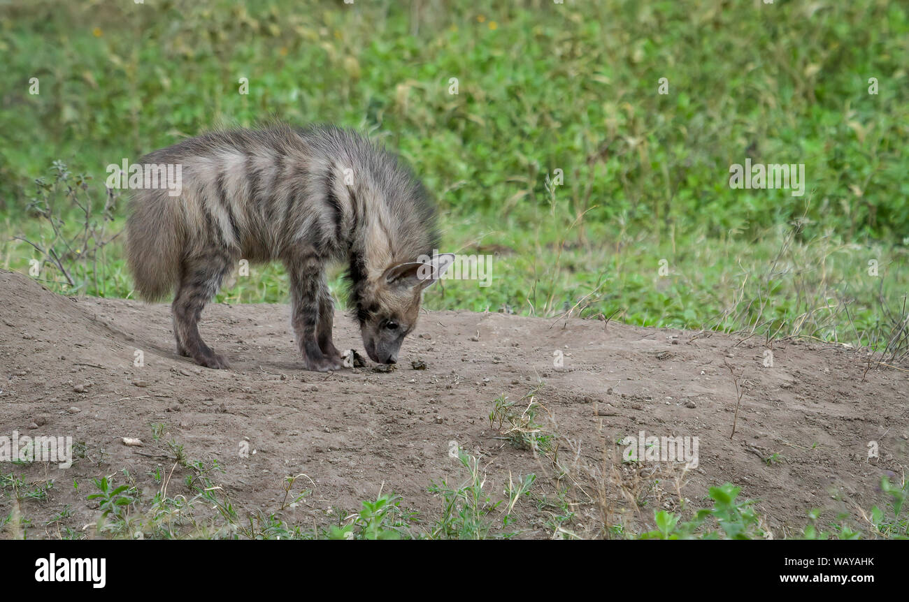 A Striped Hyena pup standing on the savanna in Africa Stock Photo
