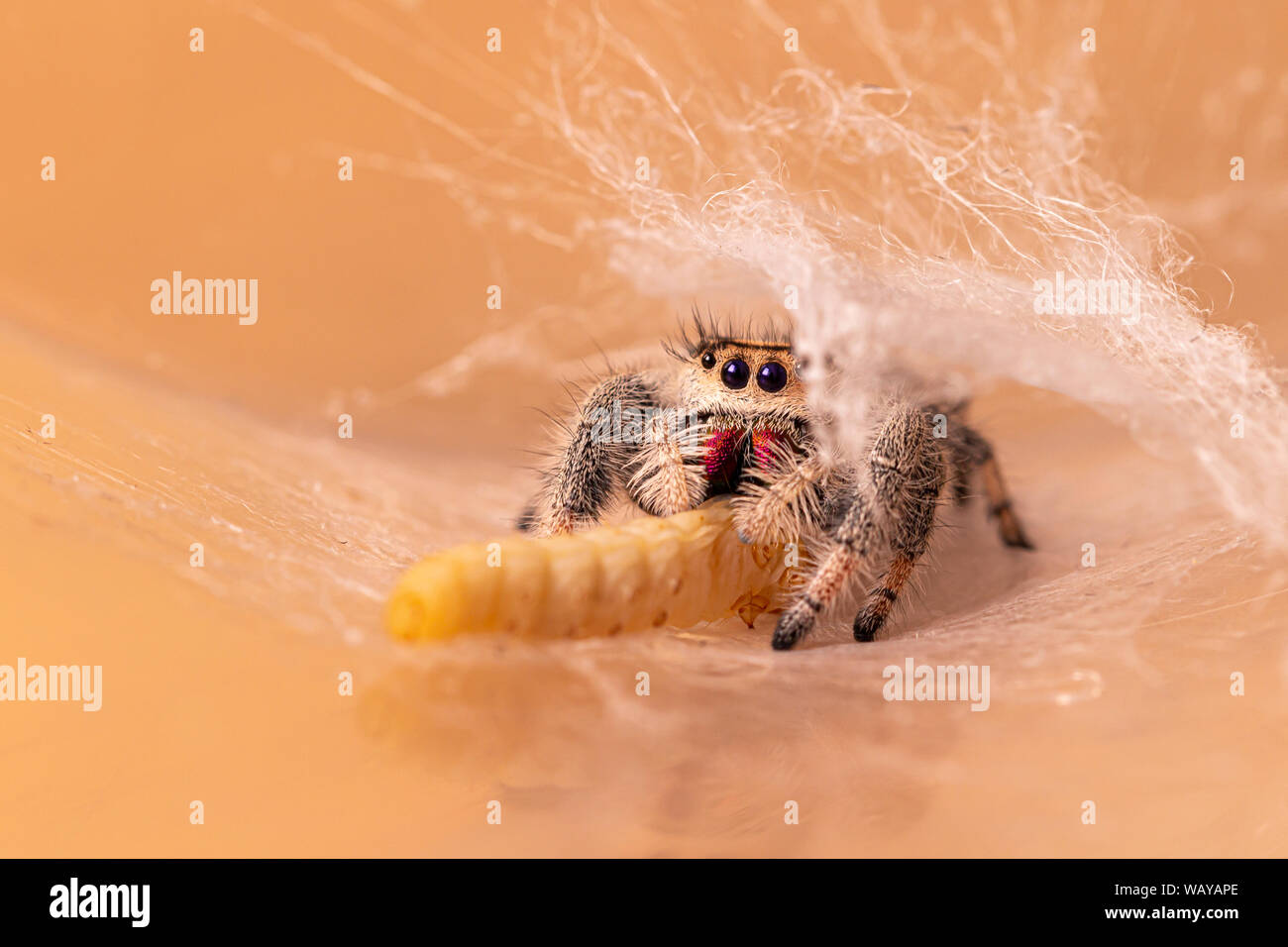 Regal Jumping Spider (Phidippus regius) Stock Photo
