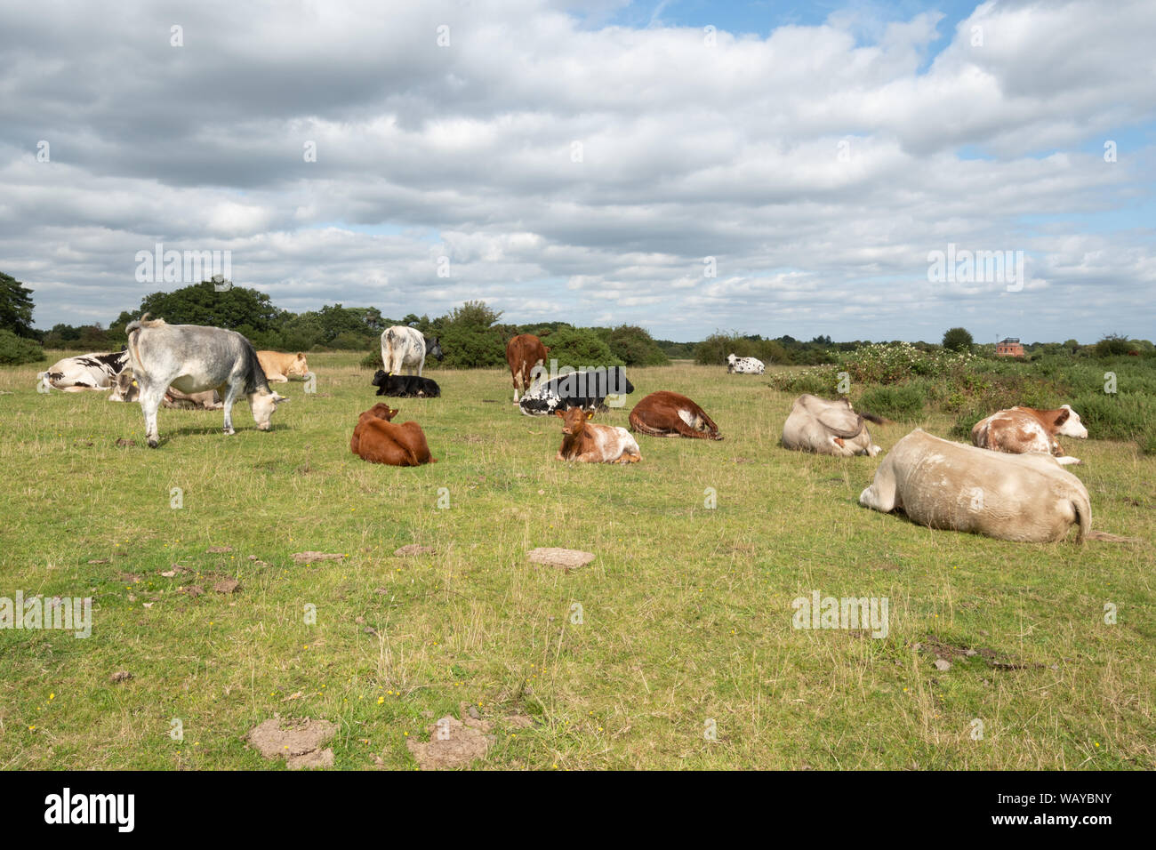 View of Greenham Common, a former airbase and now a site of special scientific interest (SSSI) with cattle in the foreground, Berkshire, UK Stock Photo