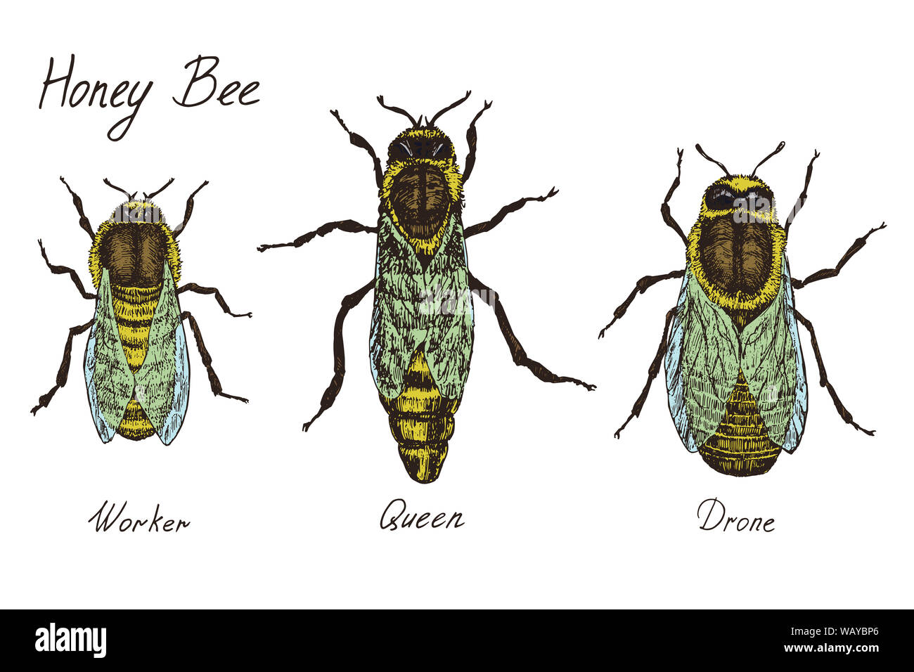 Honey bee archetypical caste specimens,  worker, queen and drone, high quality vintage engraved color illustration style, hand drawn doodle, sketch Stock Photo