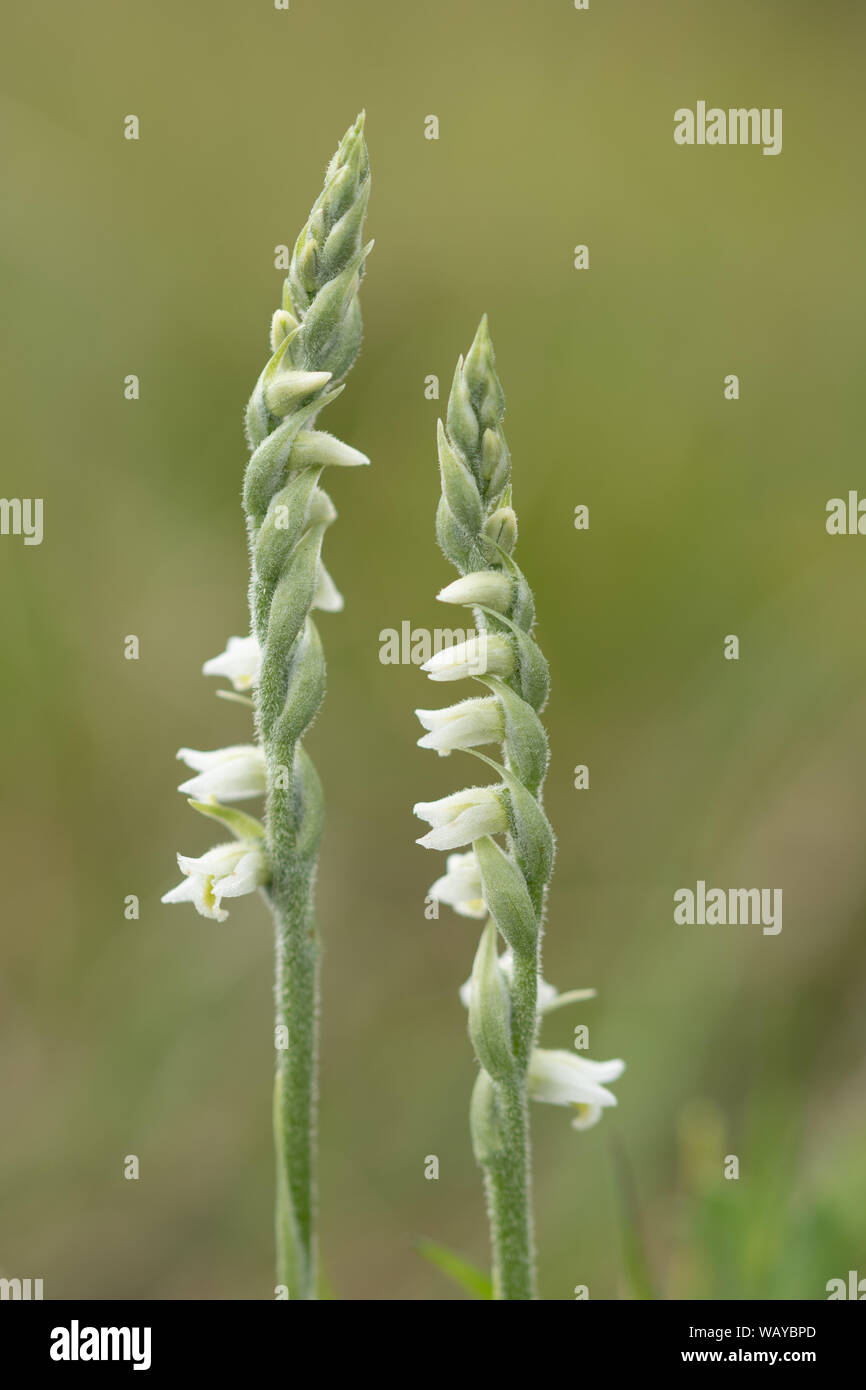 Autumn lady's tresses (Spiranthes spiralis), a wildflower in the orchid family, at Greenham Common in Berkshire, UK Stock Photo