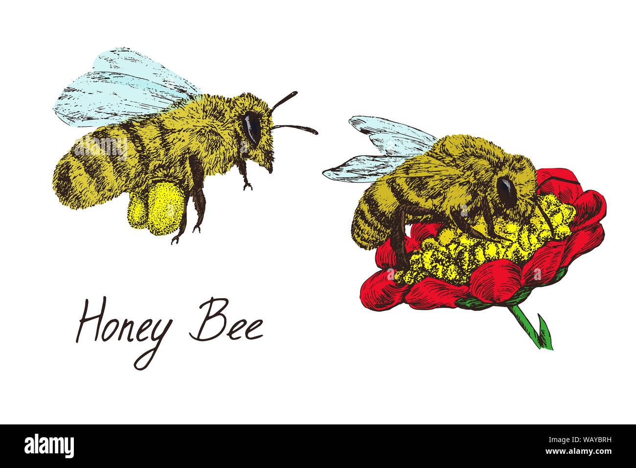 Not Just Any Bee Doodle Art Pilot Parallel Pen For Drawing