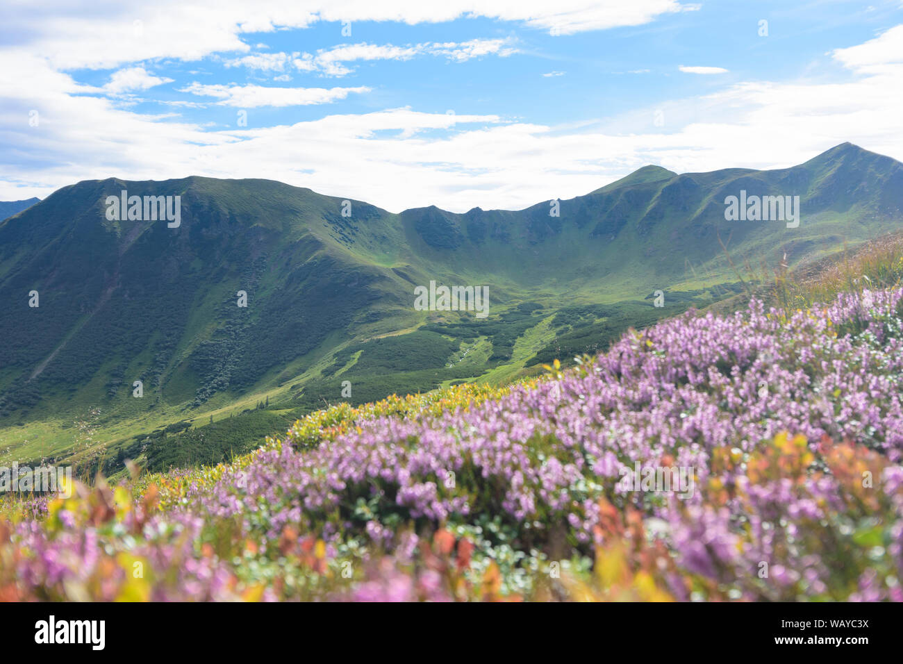 Niedere Tauern (Lower Tauern): mountain Wölzer Tauern, flower Besenheide, Heidekraut, common heather, ling (Calluna vulgaris) in Murau-Murtal, Steierm Stock Photo