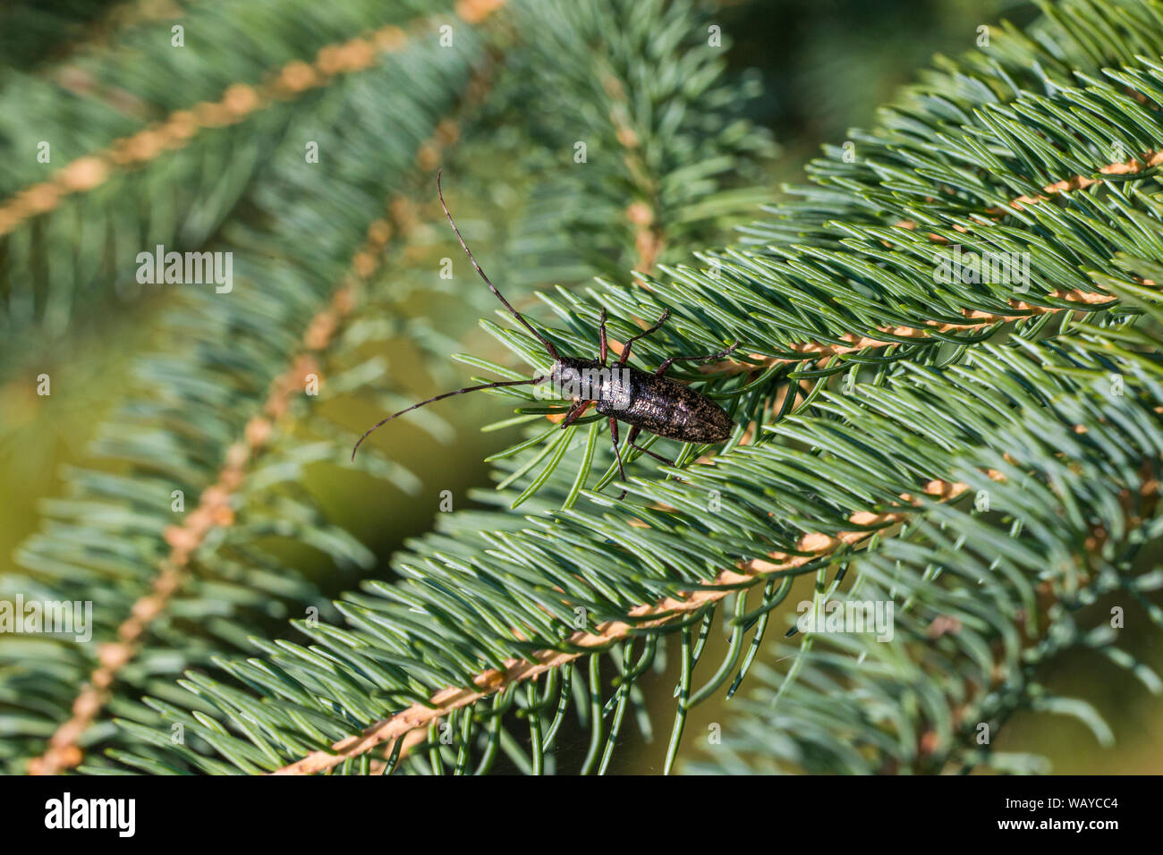 white-spotted sawyer or spruce sawyer (Monochamus scutellatus) Stock Photo