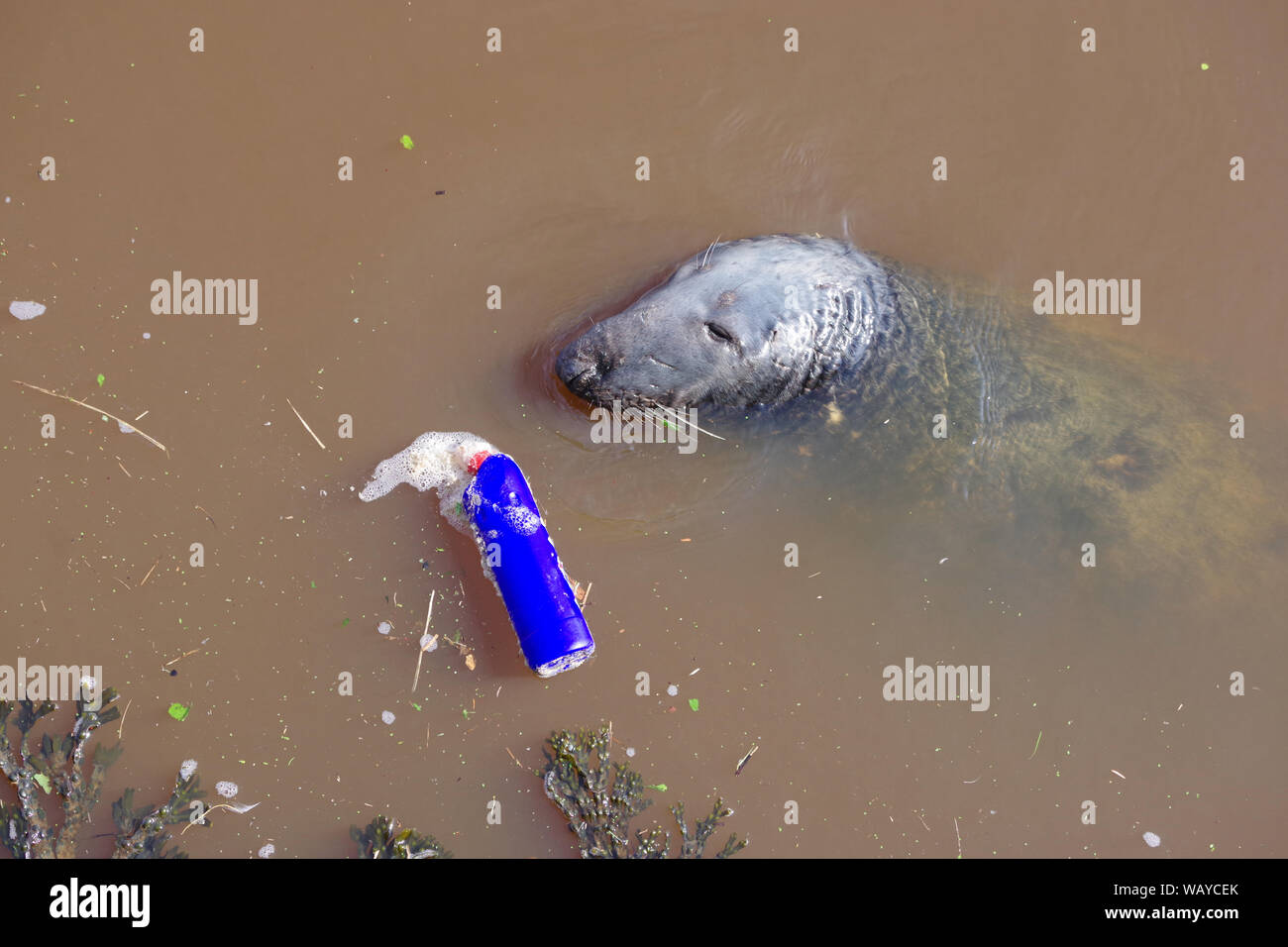 Plastic pollution in Eyemouth Harbour. Seal has to share his water with a plastic bleach bottle. Stock Photo