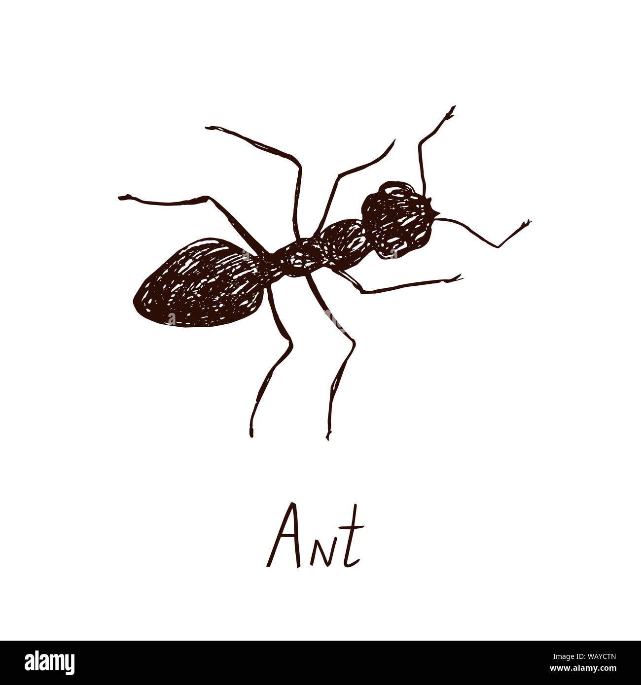 Formica exsecta. Sketch of ant. Ant isolated on white background. Ant Design  for coloring book. Stock Vector | Adobe Stock