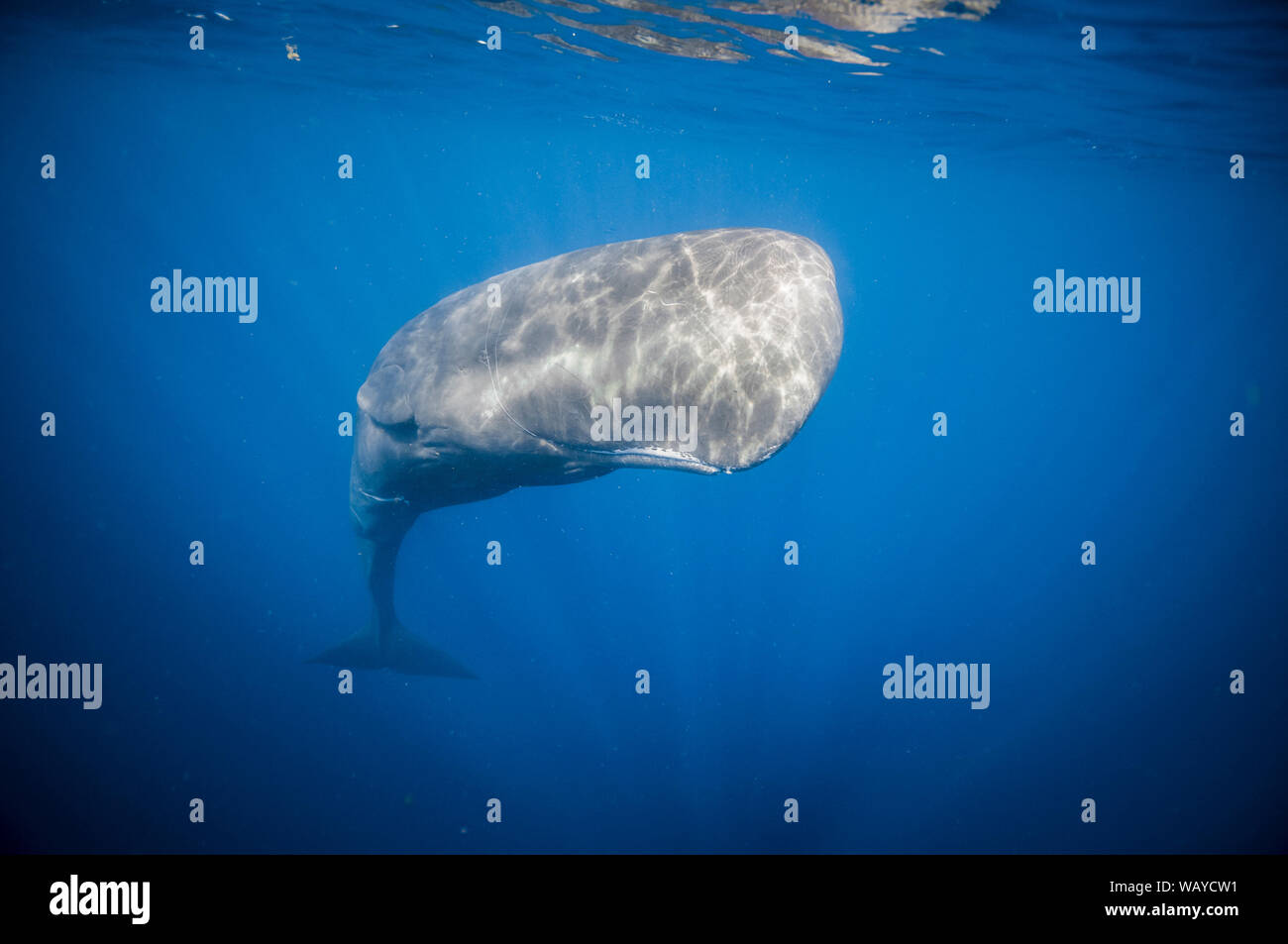 Entangled whale hi-res stock photography and images - Alamy