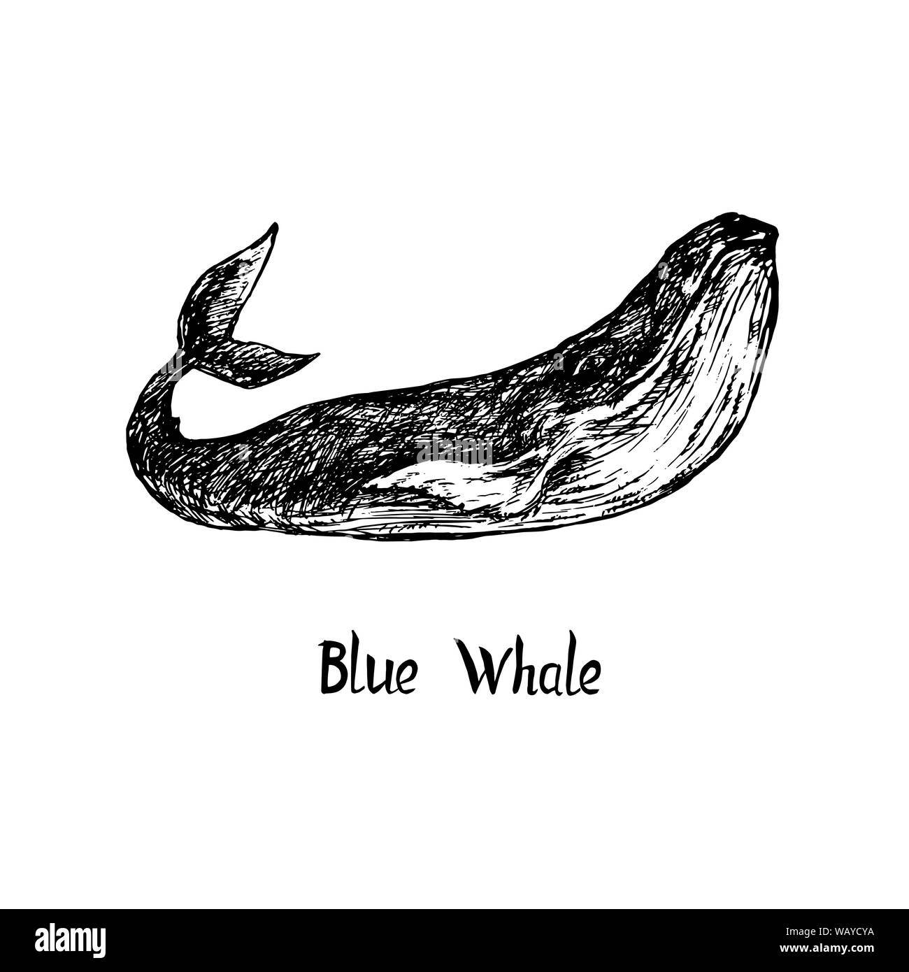 Blue whale drawing, vintage engraved illustration style, hand drawn doodle, sketch with inscription Stock Photo