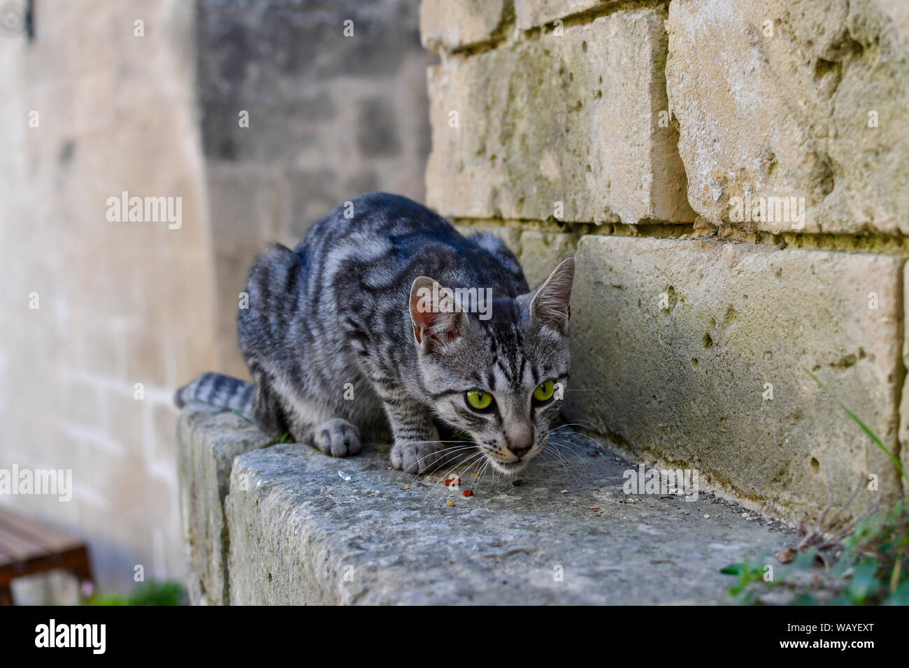 A silver, black and white, Bengal type stray tabby cat with beautiful green eyes, sits on a ledge and eats dry food in medieval city of Matera, Italy Stock Photo