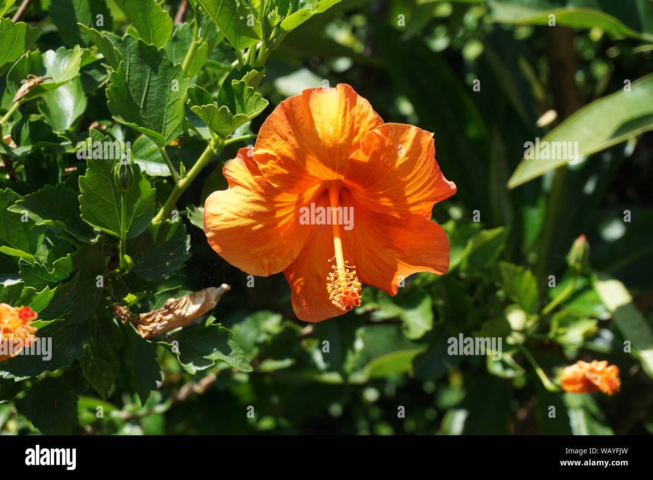 Yellow Hibiscus Flower Stock Photo