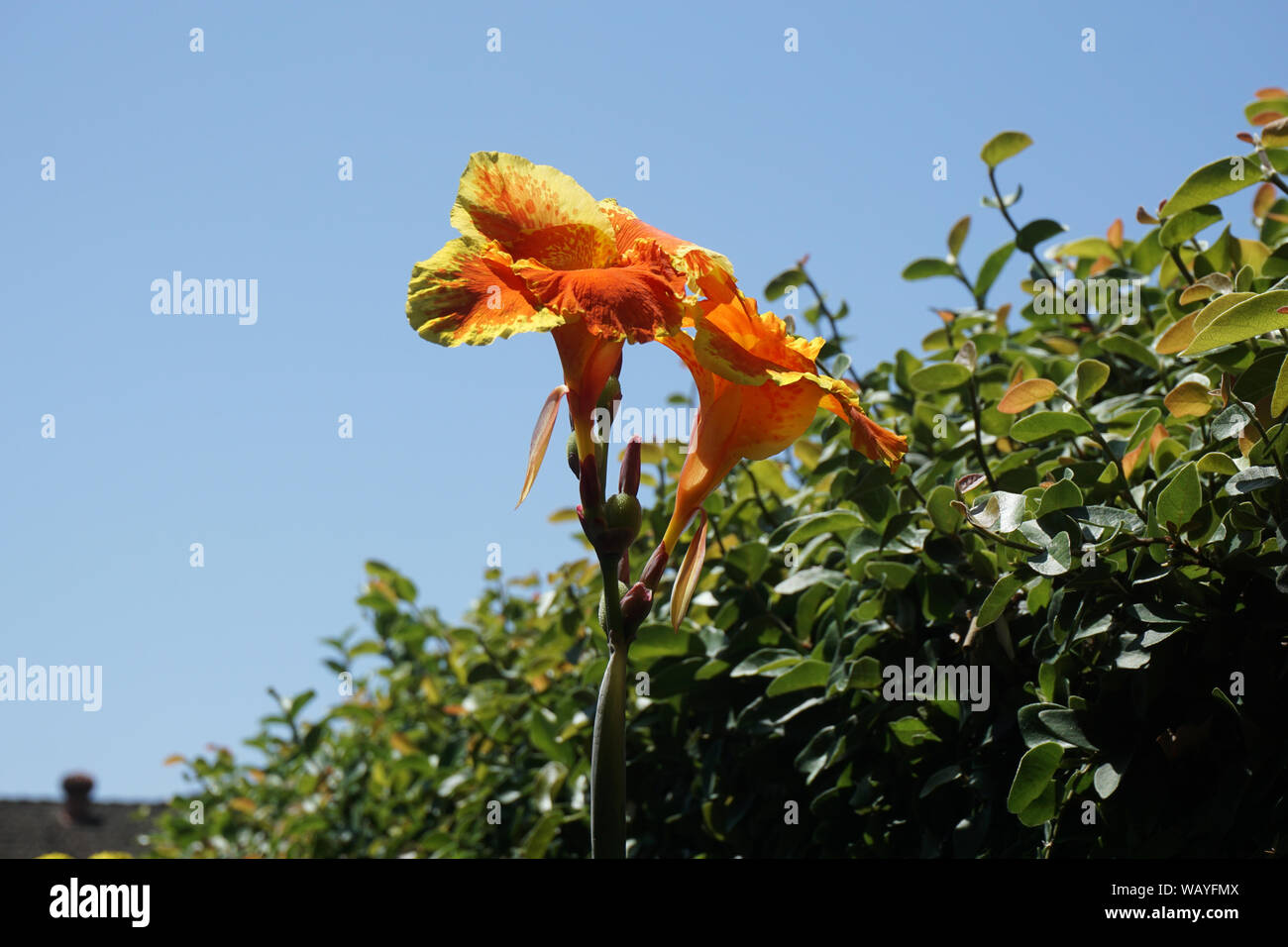 Yellow/Orange Canna Lilies Stock Photo