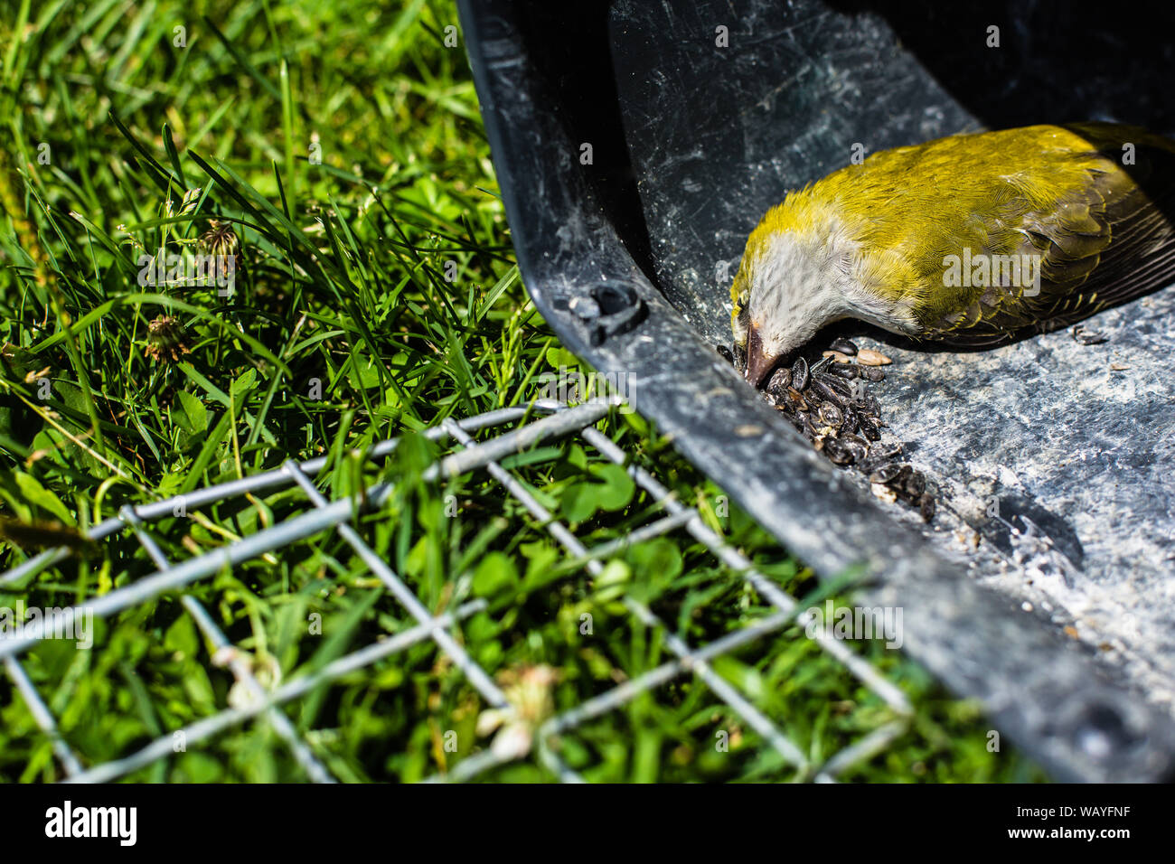 Eurasian golden oriole dead bird (Oriolus oriolus) lying in opened cage, animal freedom concept