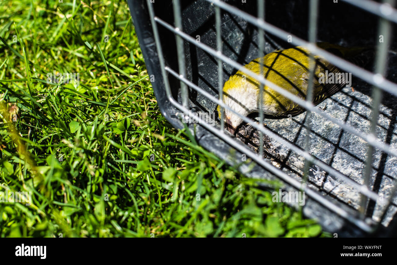 Dead Bird Cage Stock Photos Dead Bird Cage Stock Images