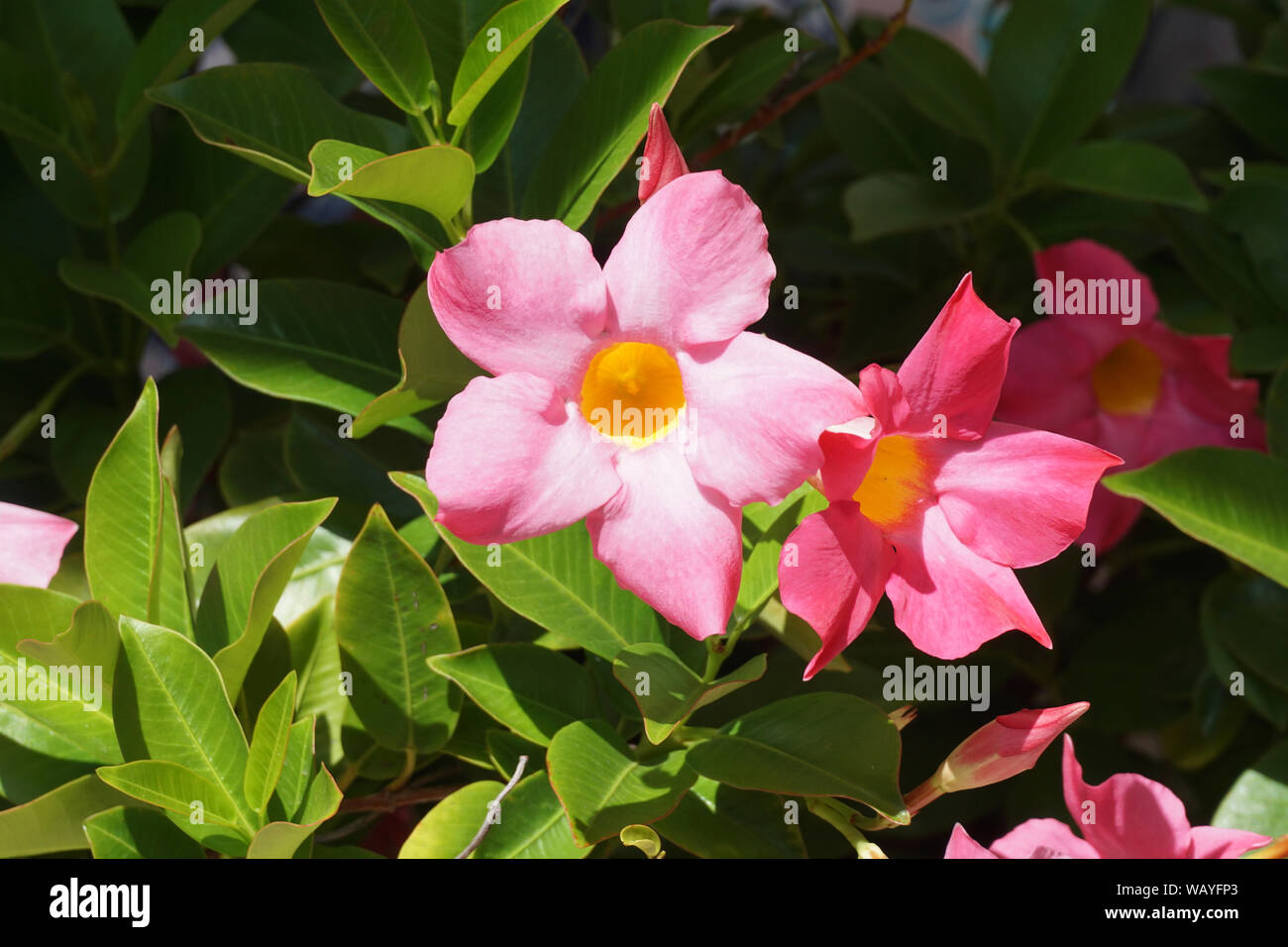 Pink Dipladenia Flower Stock Photo