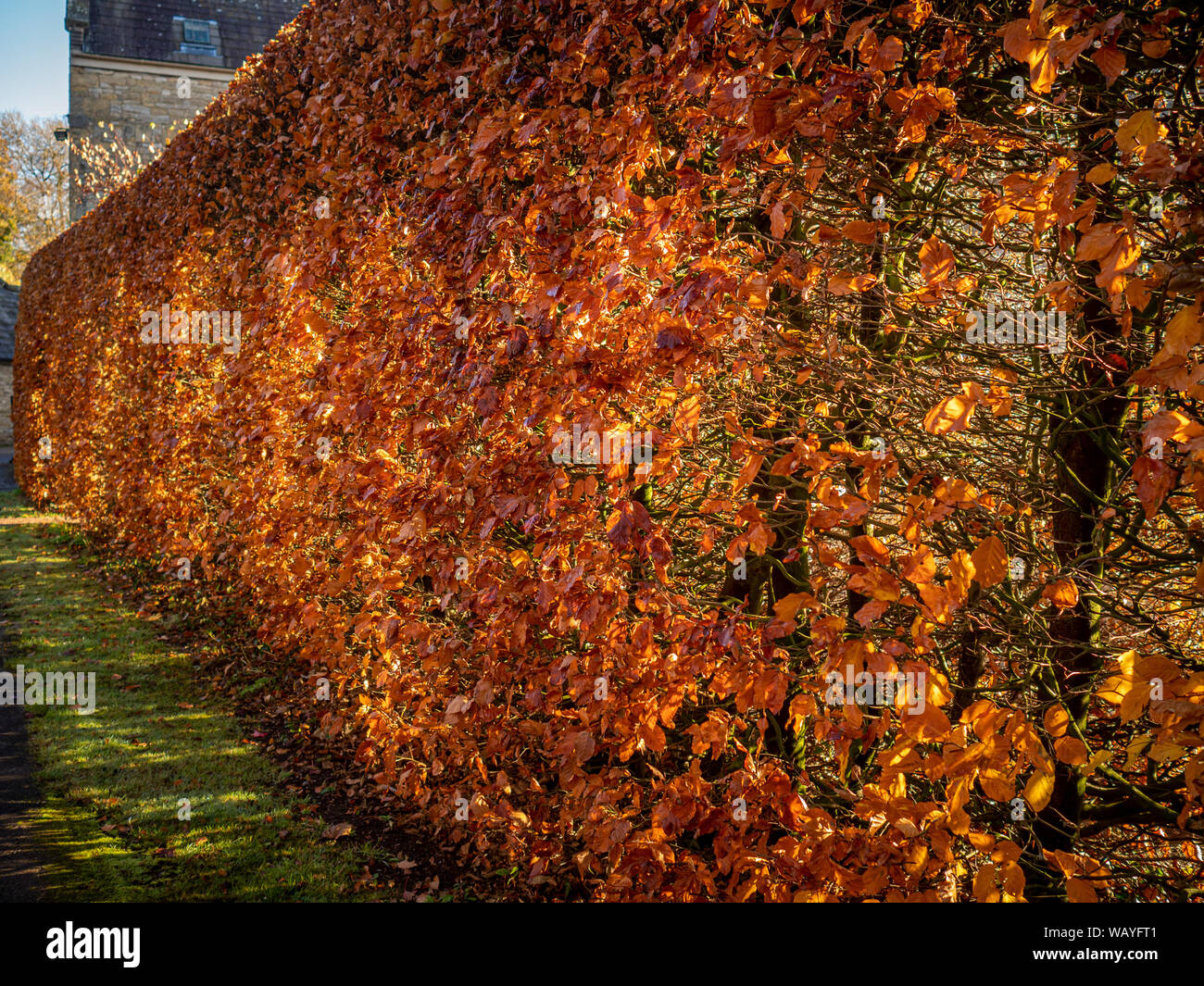 Beech hedge with golden leaves Stock Photo