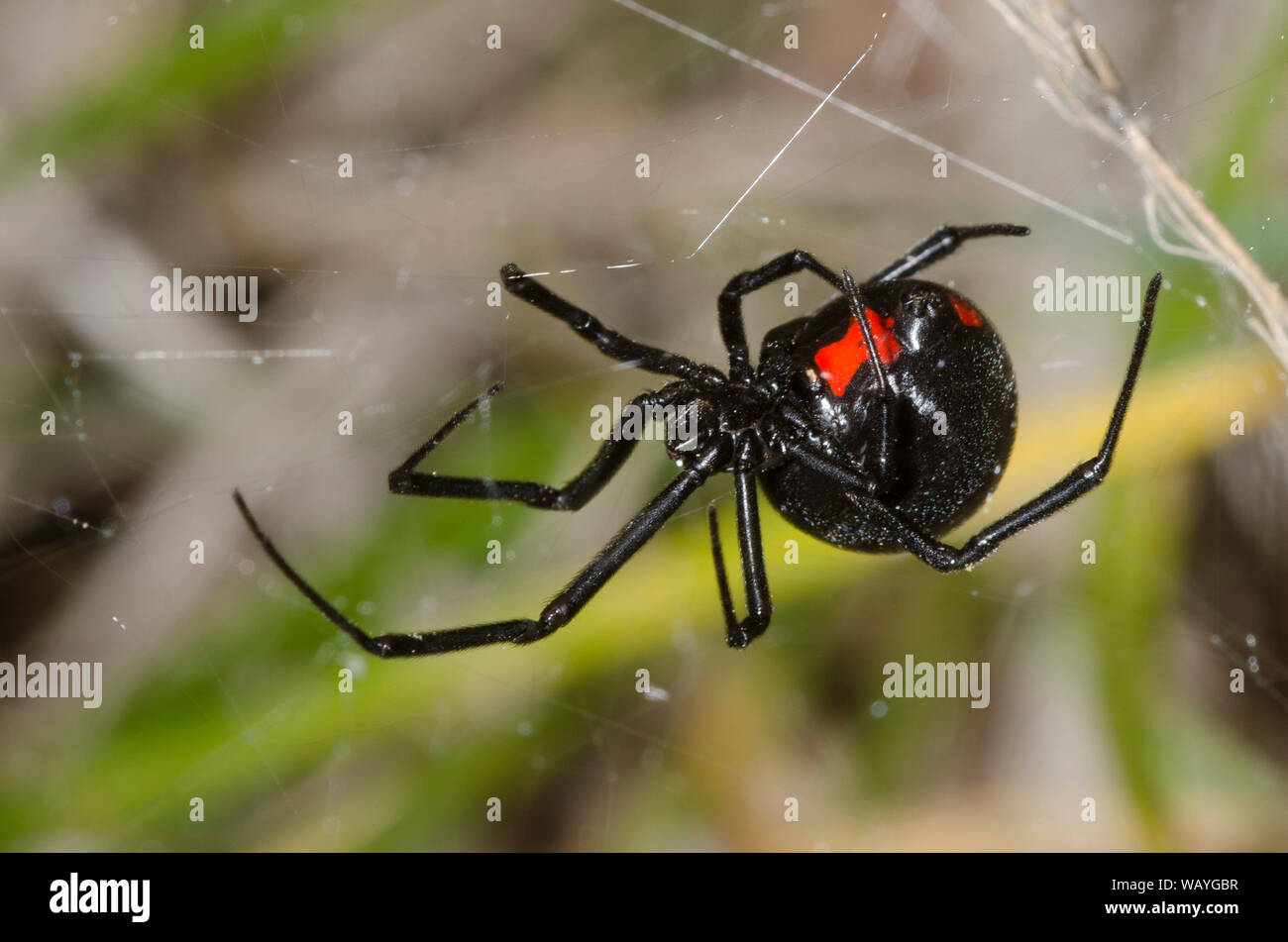 Southern Black Widow, Latrodectus mactans, building web Stock Photo