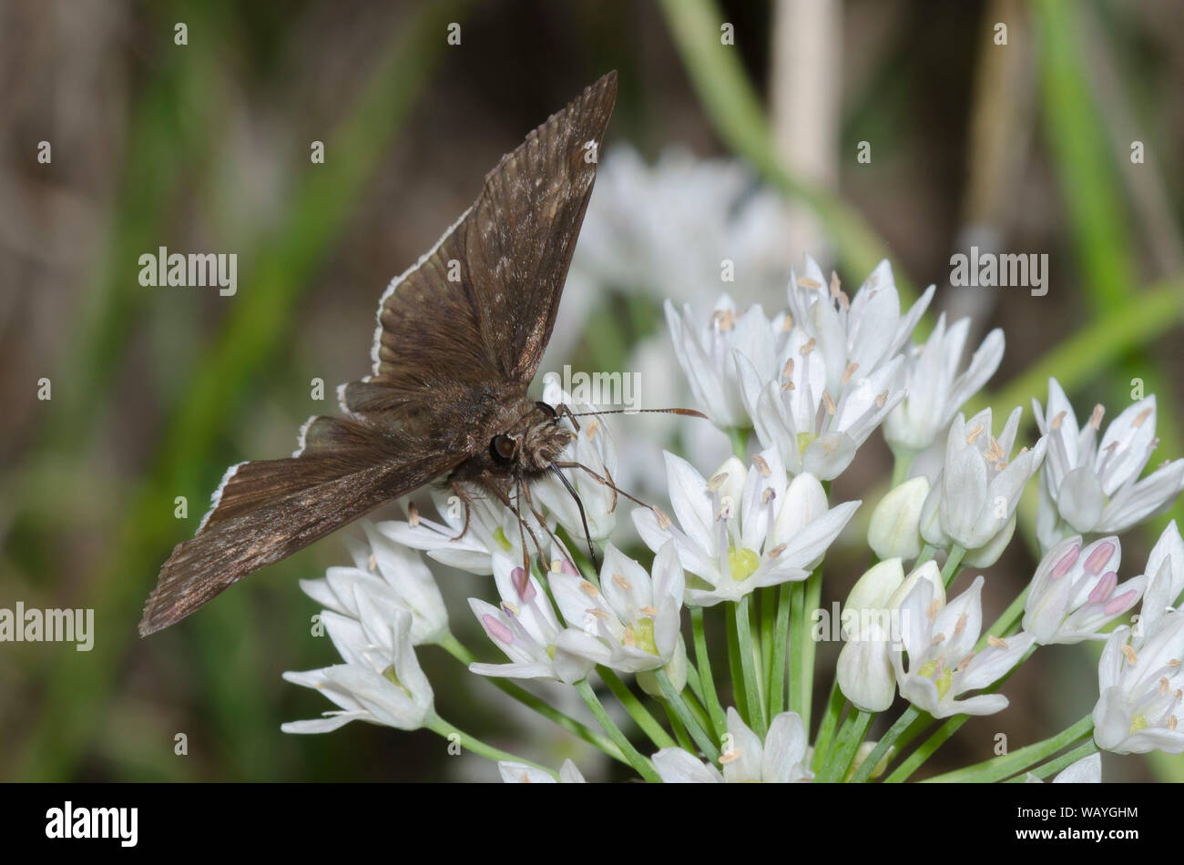 Funereal Duskywing, Gesta funeralis, male nectaring from Meadow Garlic, Allium canadense Stock Photo