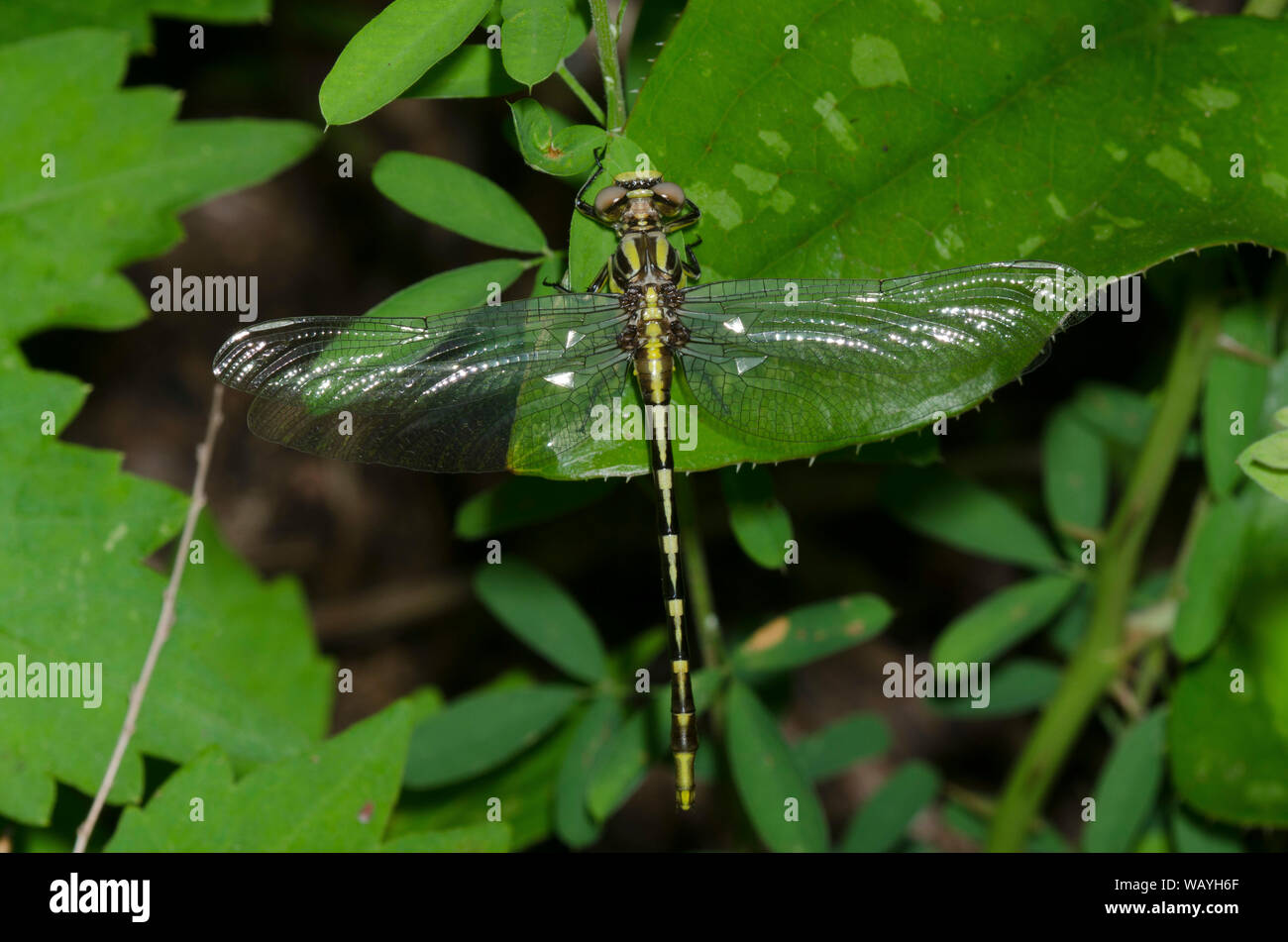 Sulphur-tipped Clubtail, Phanogomphus militaris, female Stock Photo