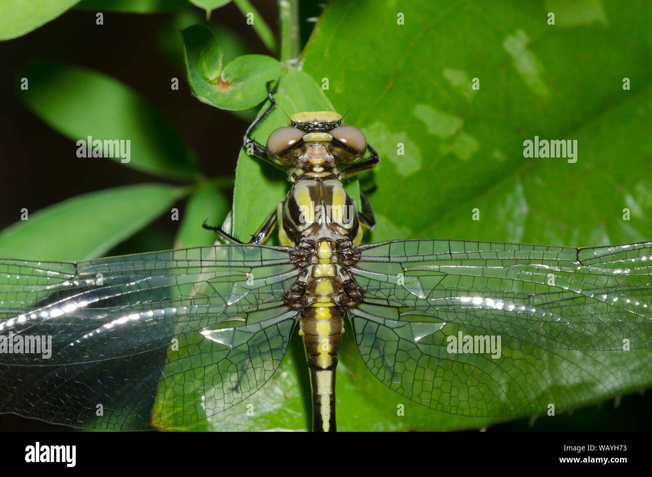 Sulphur-tipped Clubtail, Phanogomphus militaris, female Stock Photo