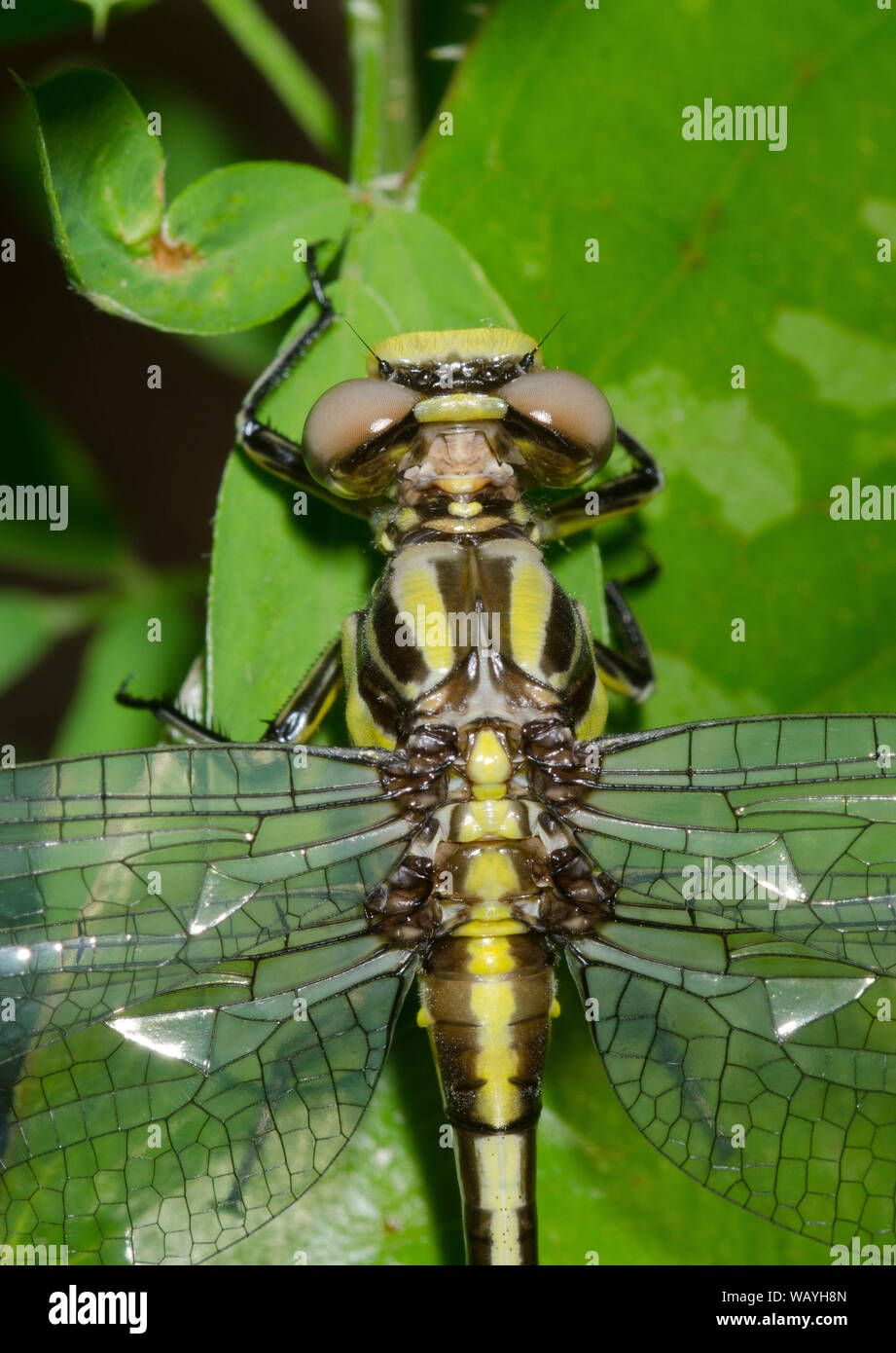 Sulphur-tipped Clubtail, Phanogomphus militaris, female Stock Photo