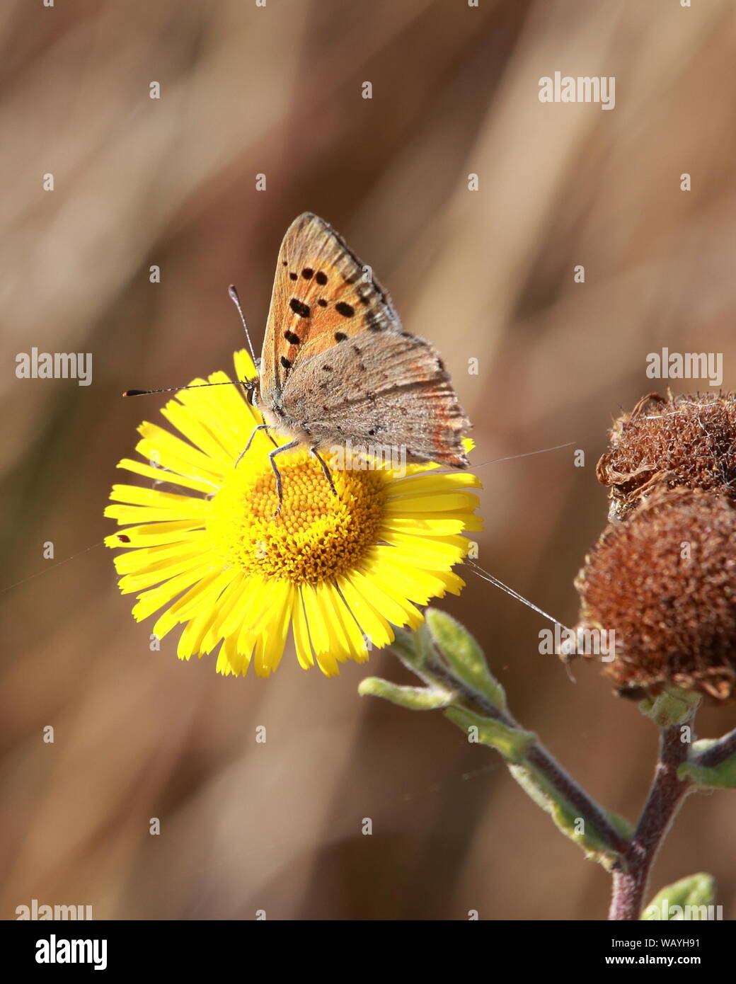 Butterfly Small Copper Stock Photo