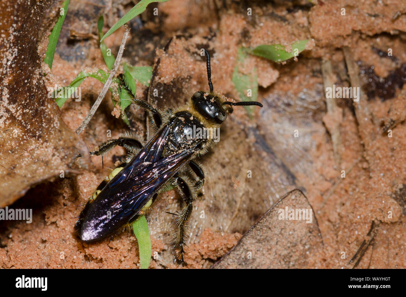 Featherlegged Scoliid Wasp, Dielis plumipes Stock Photo Alamy