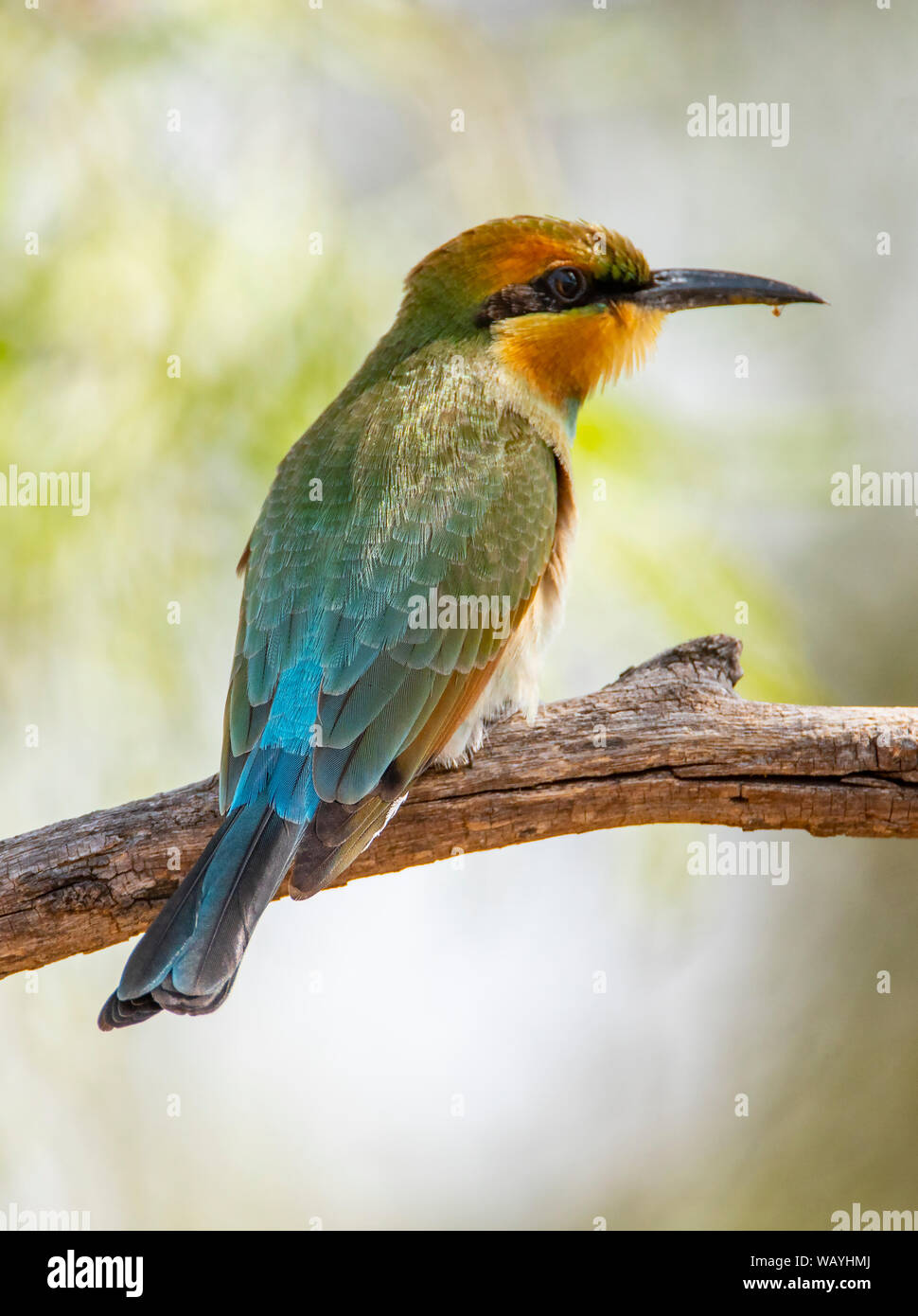 A Rainbow Bee Eater perched on a branch against a light bakground Stock Photo