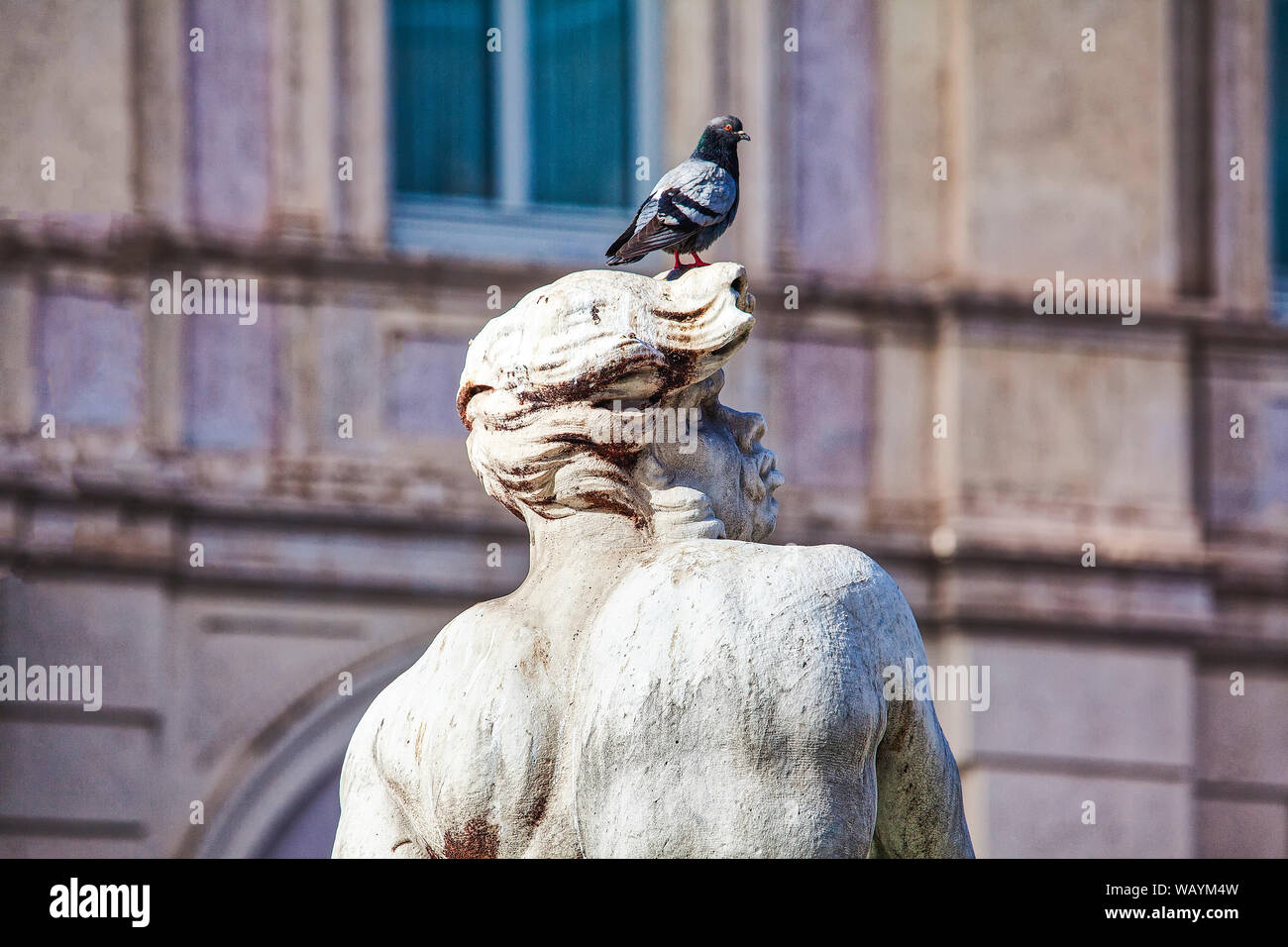 ancient statue with pigeon on the head Stock Photo Alamy