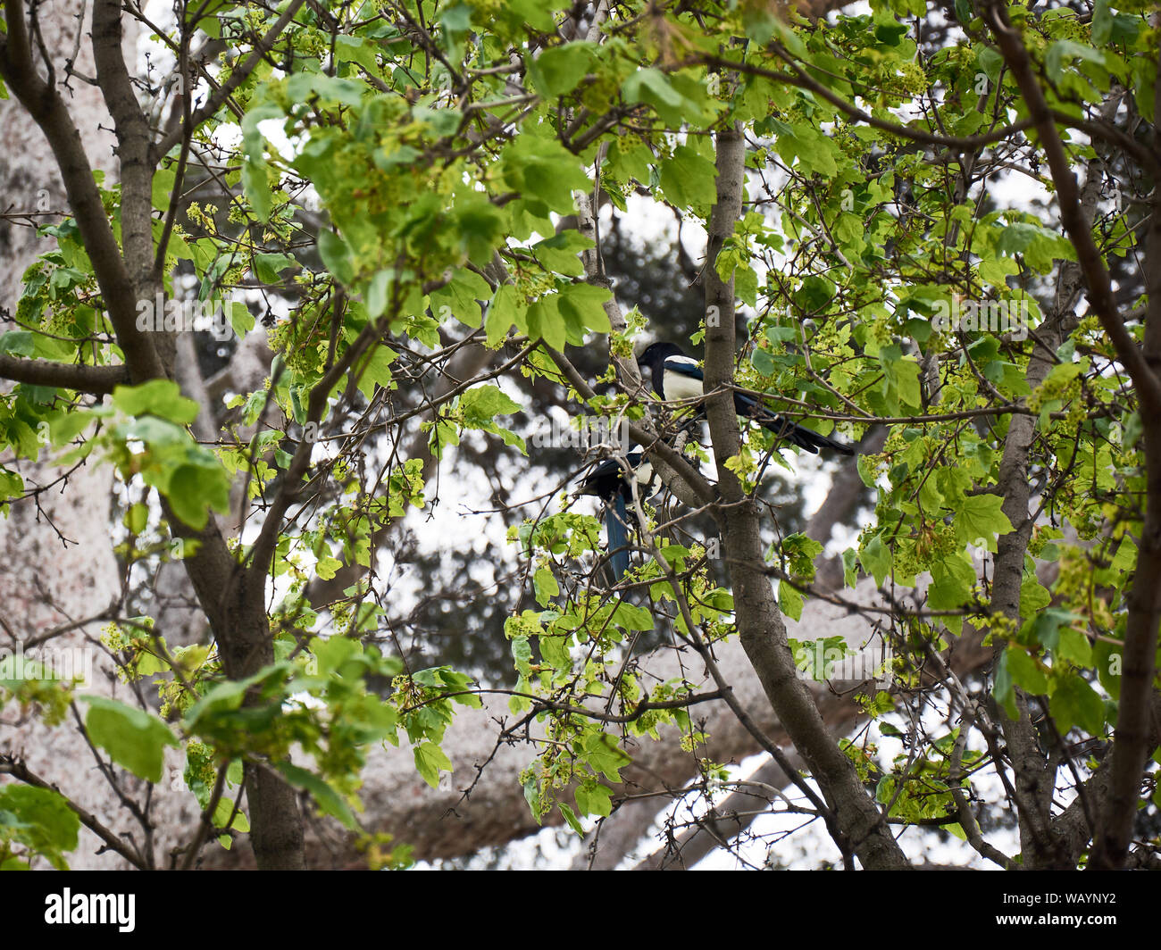 MADRID, SPAIN - APRIL 23, 2018: Two birds on branches of trees in the famous Retiro Park, located in the city of Madrid, Spain. Stock Photo