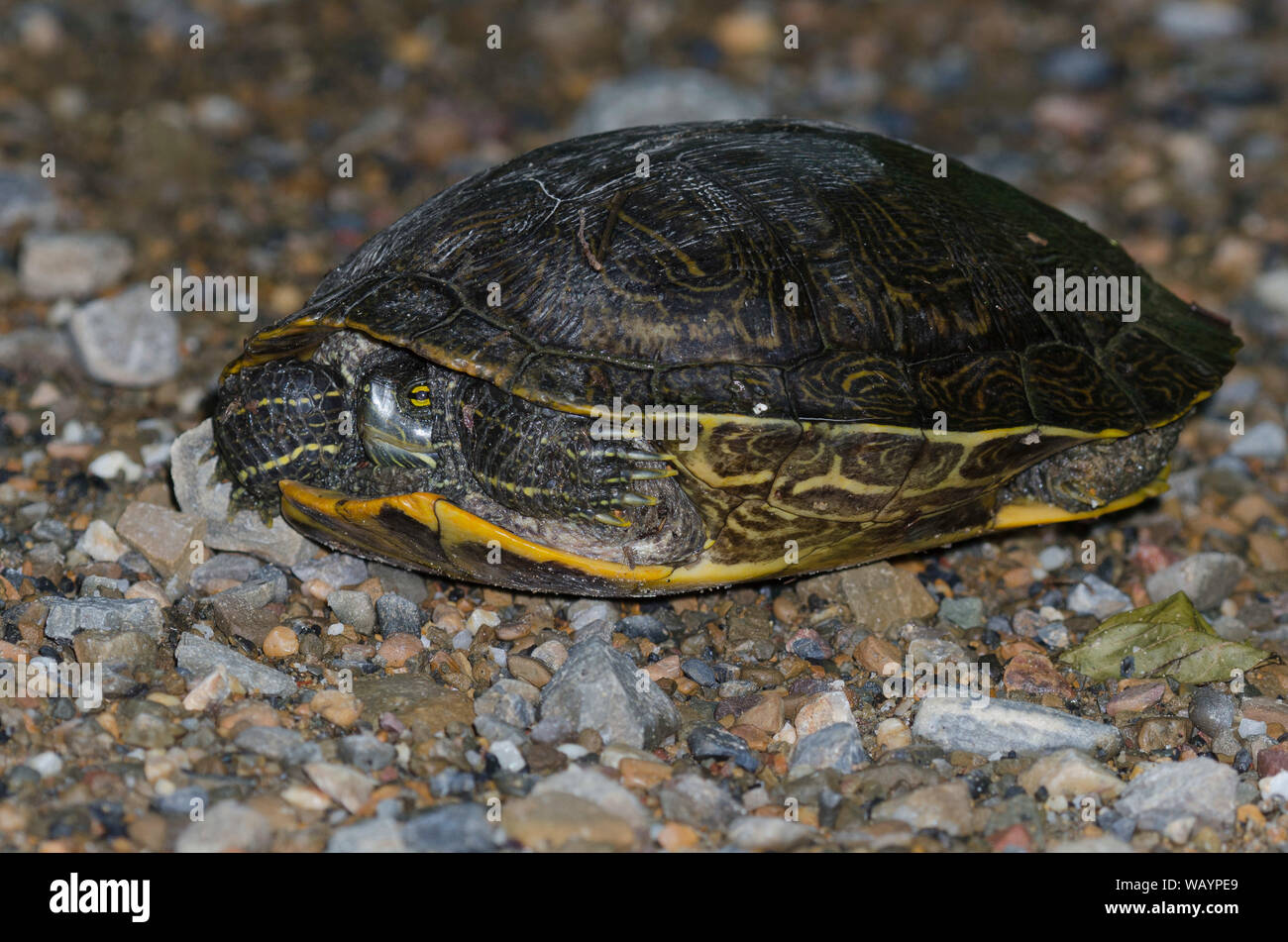 Red-eared slider, Trachemys scripta elegans Stock Photo - Alamy