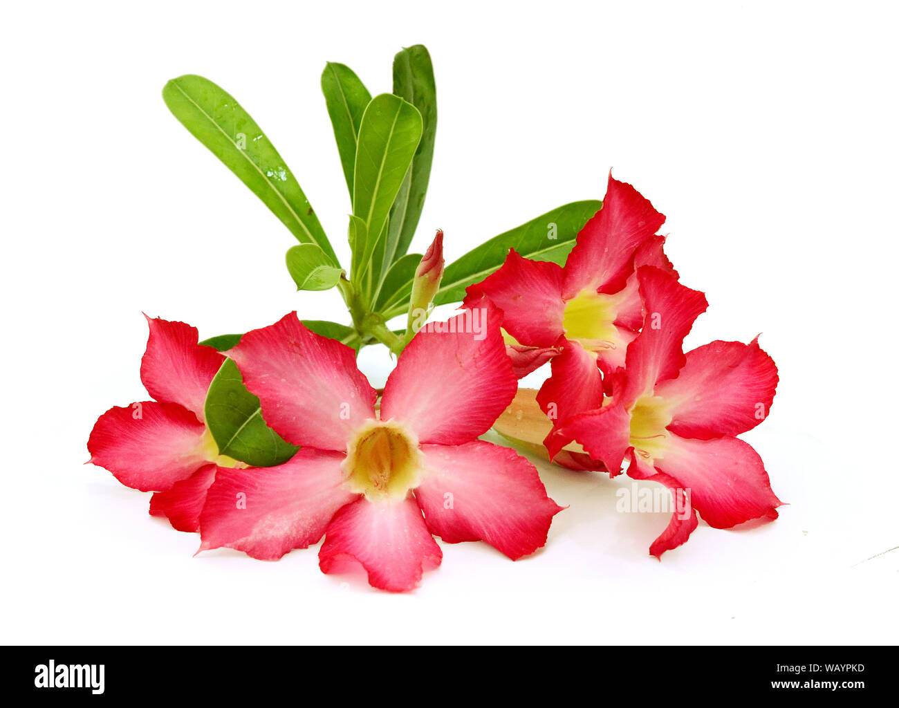 << Back to Search Results Close up of pink Adenium Obesum flower in full bloom, also known as Desert Rose Stock Photo Stock Photo