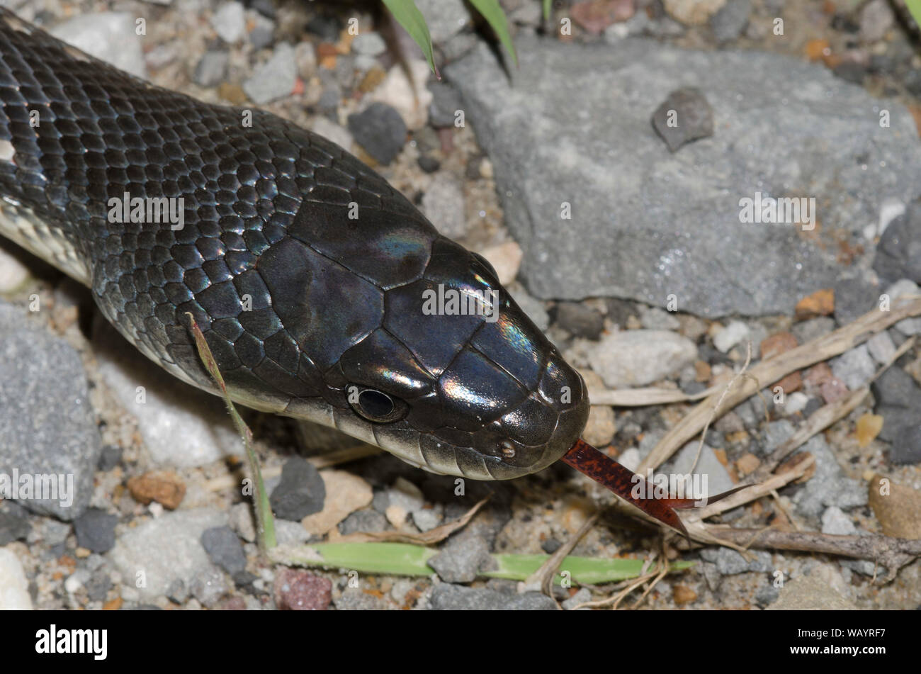 Black Rat Snake, Pantherophis obsoletus Stock Photo