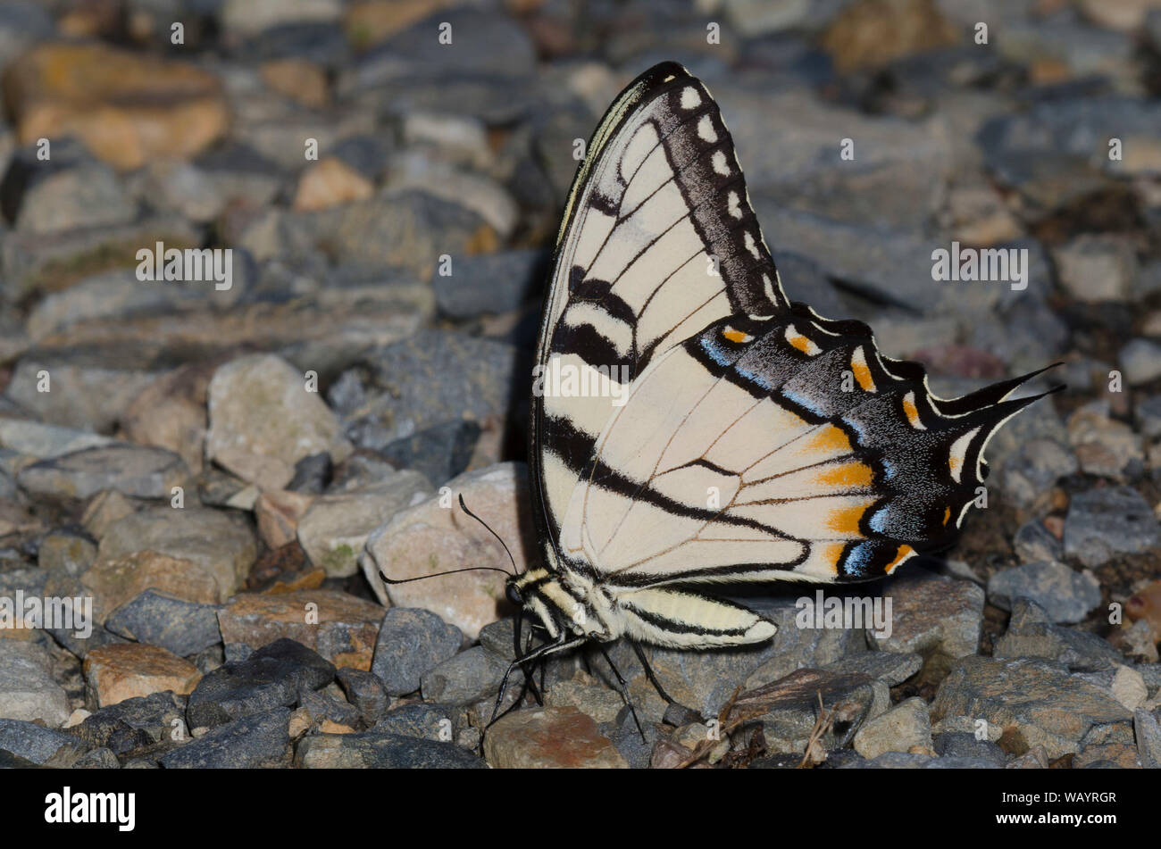 Eastern Tiger Swallowtail, Papilio glaucus, male mud-puddling Stock Photo