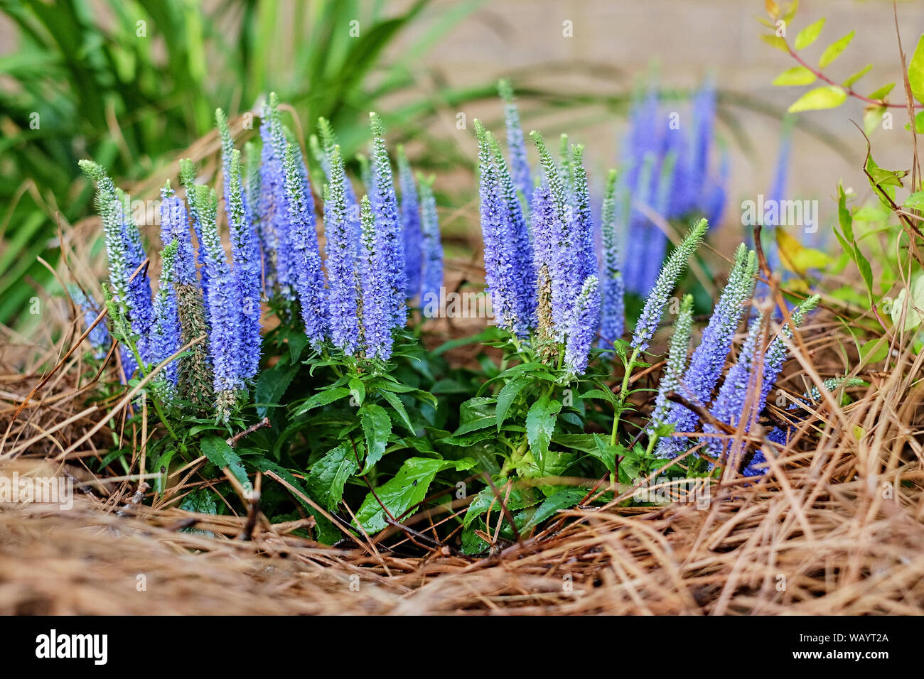 Sixteen candles, 16 candles, or, Clethra alnifolia (clethraceae),  shown with blue or purple flowers, blooms or blossoms in a home garden. Stock Photo