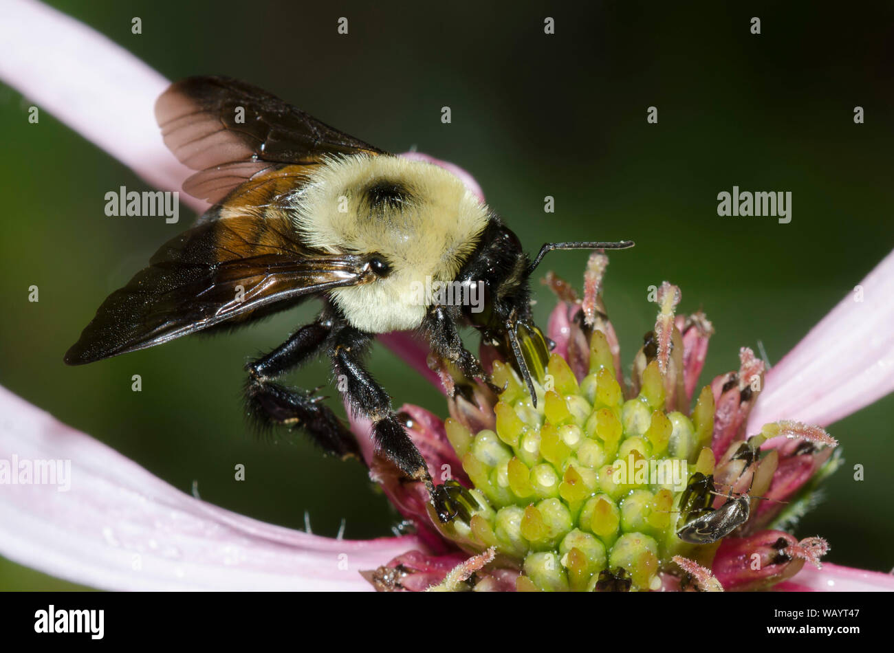Brown-belted Bumble Bee, Bombus griseocollis, on Pale Purple Coneflower, Echinacea pallida Stock Photo
