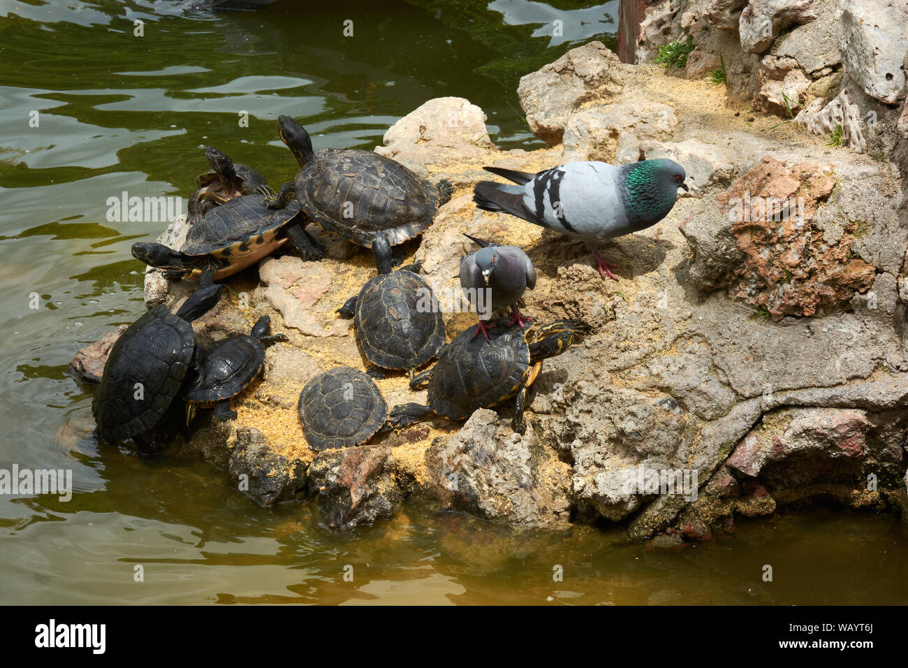 MADRID, SPAIN - APRIL 23, 2018: Aquatic turtles and pigeons next to an artificial pond in the Retiro Park, Madrid, Spain. Stock Photo