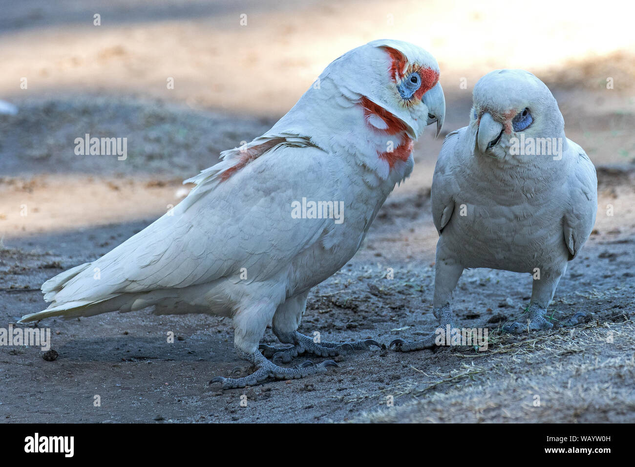 Little and Long-Billed Corella parrots Stock Photo