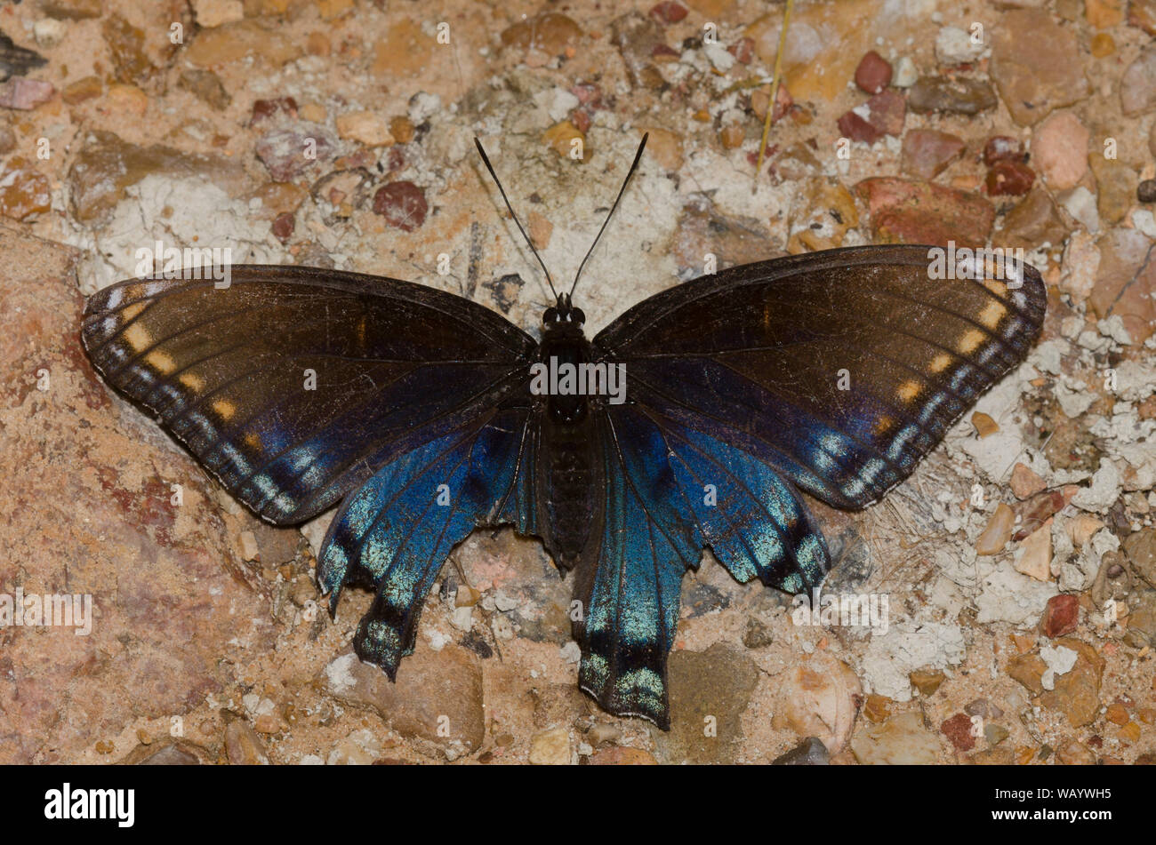 Red-spotted Purple, Limenitis arthemis astyanax, worn and tattered, mud-puddling Stock Photo