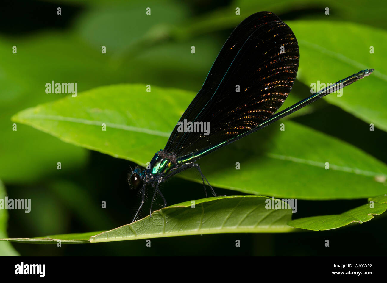 Ebony Jewelwing, Calopteryx maculata, male Stock Photo