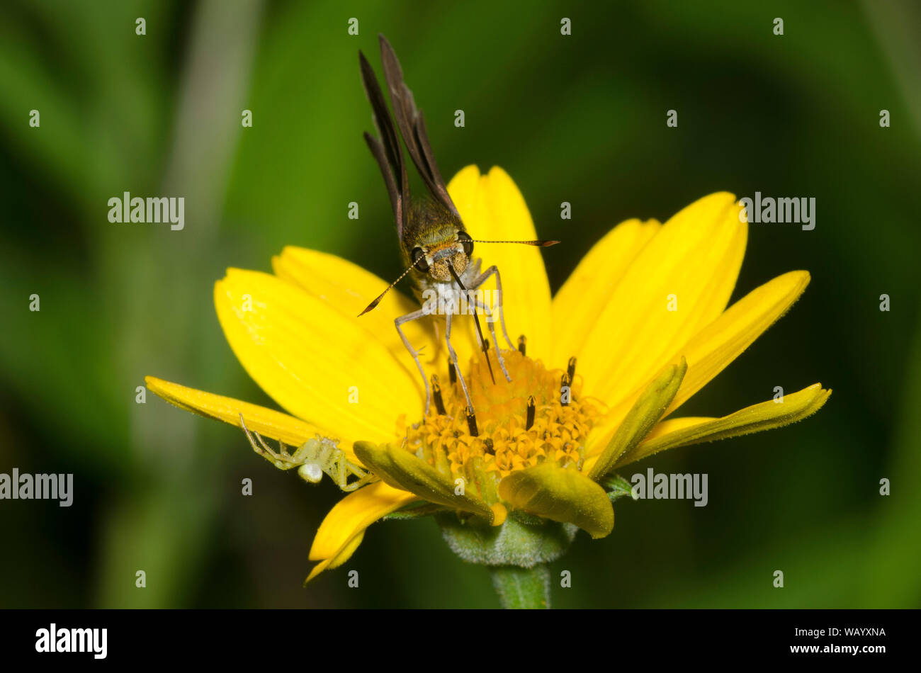 Dun Skipper, Euphyes vestris, female nectaring on ragwort, Senecio sp Stock Photo