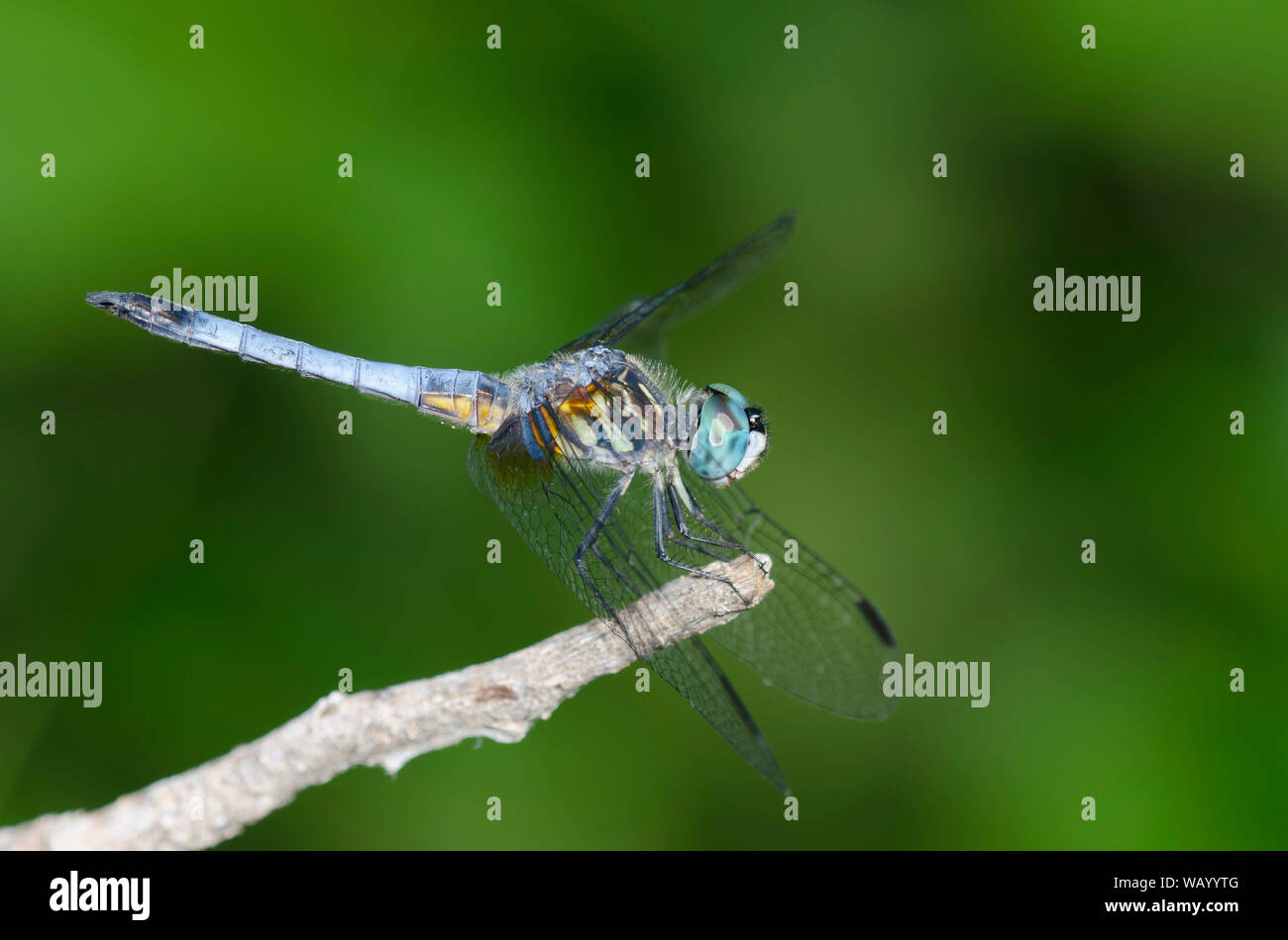 Blue Dasher, Pachydiplax longipennis, male Stock Photo