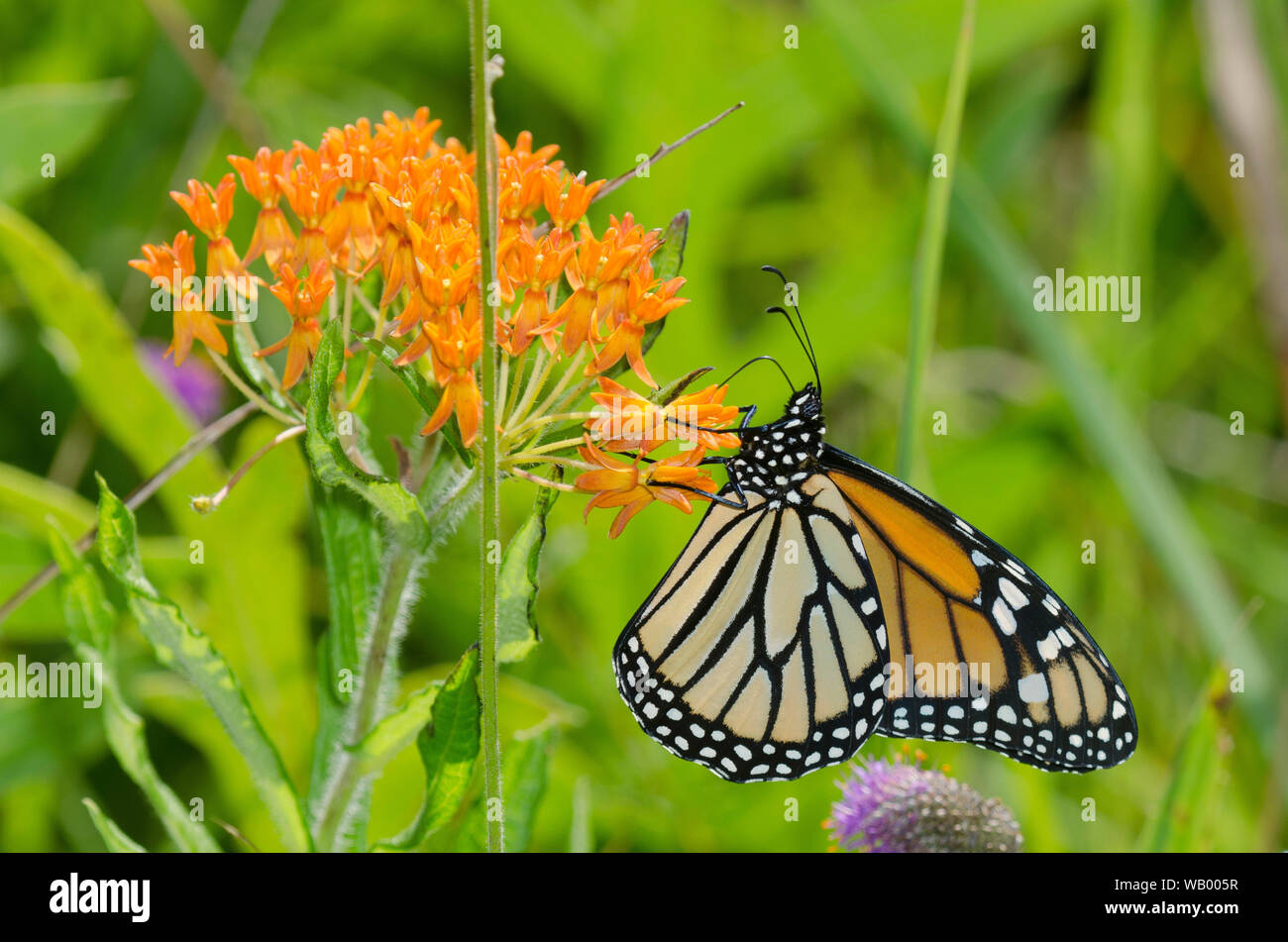 Monarch, Danaus plexippus, nectaring from orange milkweed, Asclepias tuberosa Stock Photo