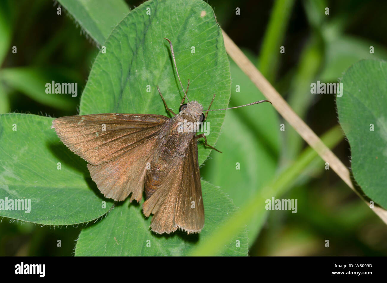 Northern Cloudywing, Thorybes pylades, male worn and tattered Stock Photo