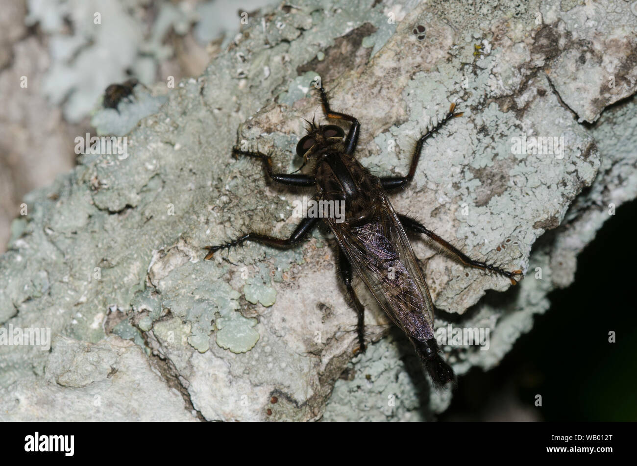 Robber Fly, Efferia sp., male with prey Stock Photo
