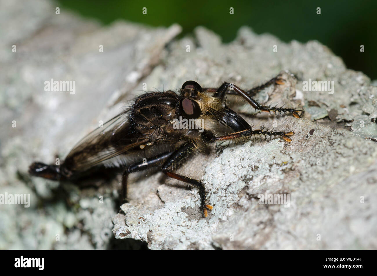 Robber Fly, Efferia sp., male with prey Stock Photo