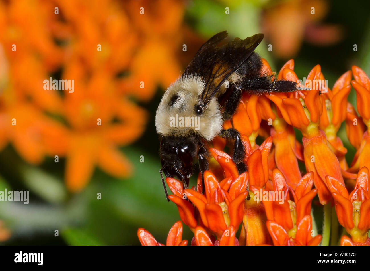 Brown-belted Bumble Bee, Bombus griseocollis, foraging on orange milkweed, Asclepias tuberosa Stock Photo