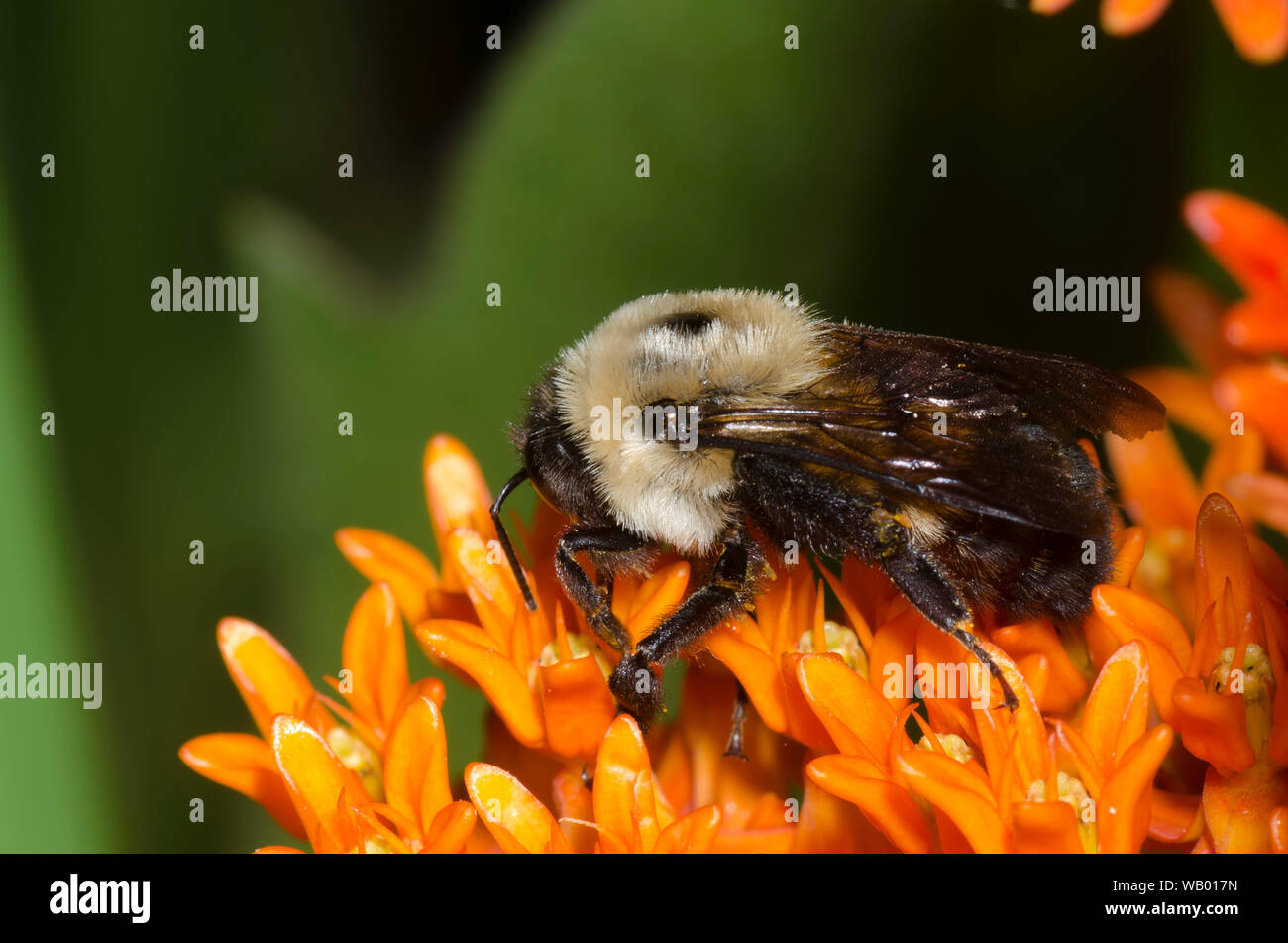 Brown-belted Bumble Bee, Bombus griseocollis, foraging on orange milkweed, Asclepias tuberosa Stock Photo