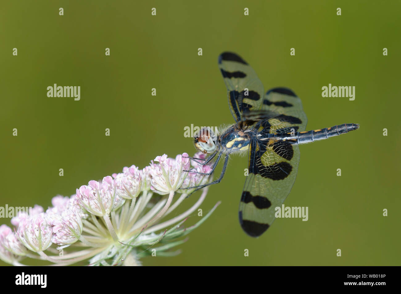Banded Pennant, Celithemis fasciata, female perched on Queen Anne's Lace, Daucus carota Stock Photo