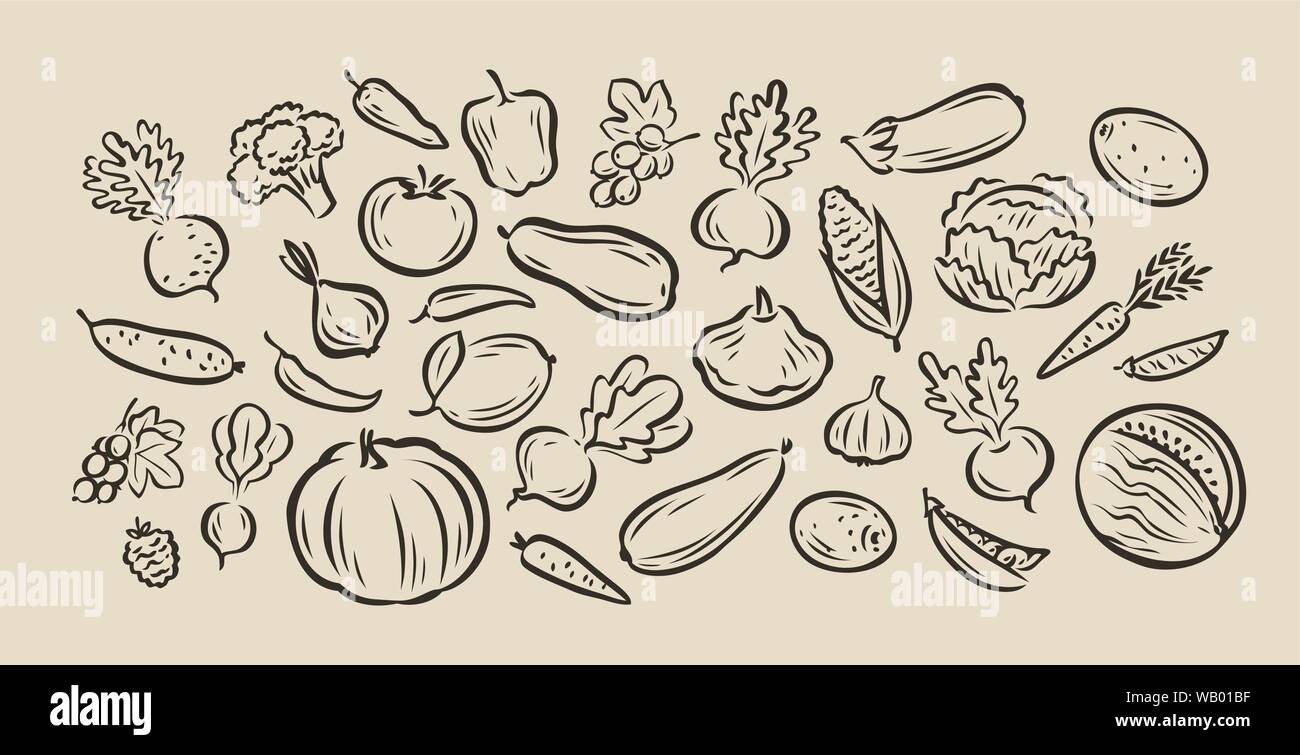 Many hand-drawn vegetables. Food sketch vector illustration Stock Vector